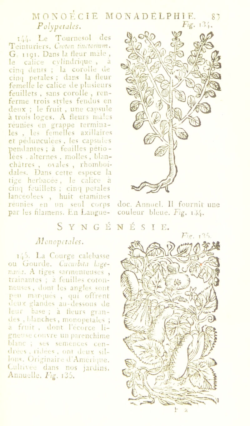 Polypetüles. lit' Le Toiiincsol des ToiiiUU'iers. C>v!cr. riiutürnim. G iiçi. Dans la fleur male , le calice c\lindniiiu- , a cinij iltiits ; la C(jroile de ciii(| petales ; dans la fleur femelle le calice île plusieurs feuillets , sans corolle , ren- ferme trois stvles fendus en deux ; le fruit , une capsule à trois loj^es. A fleurs maLs reunies t.n grappe termina- les , les f'-melles axillaires et pedunculees , les capsides pendantes; a feuilles perio- lees . alternes , molles, bl.m- chatres , oialcs , rhomljoi- dals. IDans cette espece la tige herliacee , le calice a cinq f.'uillets ; cinq pctales lancéolées , huit etamines reunies en un seul corps par les hlainens. En Laugue- S Y N G É iMcnopctAes. I i x La Courg’e calebasse ou vj-ourde. CiUü:lnu Li^e~ r.jri A tiges sannenleuses , trainantes ; a feuilles coton- neus,;s, dont les angles sont P II mirqnes , i|ui offrent deux glandes ati-dcssoits de le'.ir base ; à lleurs gi.in- ilts .Manches, monopeialcs ; a frtiir , dont ri-corce li- gne’isc coi;\re un pnrenchime blanc ; SI s scni(;iic(;s cen- dri s , I i.lcf-s , ont d'iix sd- lons. ünginaitc d'Amciique. (.uliiif; dans nos jardins. Annuelle, i /g, i3j. Fig. i3j. doc. Annuel. Il fournit une couleur bleue. Fig. i.J.f. N É ,s I ]■;. Fi o-, inb.