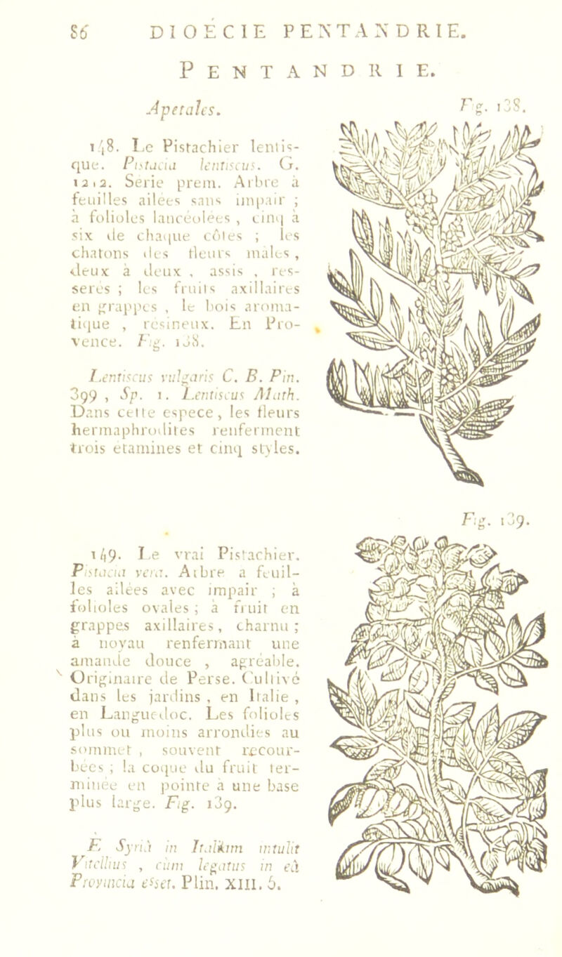 Sû DÎOECIE FE^■TA^'DRIE. P E N T A N D R 1 E. Apétales. ! 'i8. Le Pistachier lenlis- que. kiiuscus. (j. iai2. Sérié preni. Arbre à feuilles ailees sans impair ; à fr)liüles lancéolées , cinq à six Je chaque côies ; U s chatons J es tleurs males , deux à Jeux , assis , res- seres ; les fruiis axillaires en {grappes , le bois aroma- tique , résineux. En Pro- vence. F;g. ij.S. I.enîiacus ytiJ^ari! C. B. Pin. 3ç9 , A/i. 1. L.cntisiu^ Alath. Dans celte espece, les tleurs hermaphroJiles renferment trois etamines et cinq styles. rg. ,38. i/i9- Le vrai Pistachier. Pc'rucM vcm. Aibre a feuil- les ailées avec impair ; à toluJes ovales ; à n uit en grappes axillaires, charnu; à noyau renfennant une ainanJe douce , agréable. Originaire Je Perse, ( uliivé dans les janiins , en Italie , en Langucrloc. Les folioles plus ou moins arronJics au .sommet , souvent recour- bées ; la coque Ju fruit ler- nJnée en pointe a une base plus large. Fig. 189. F, Syn.) in Ir.ilii.nn intulit } itcUnir , aiin Icgnnis w eà