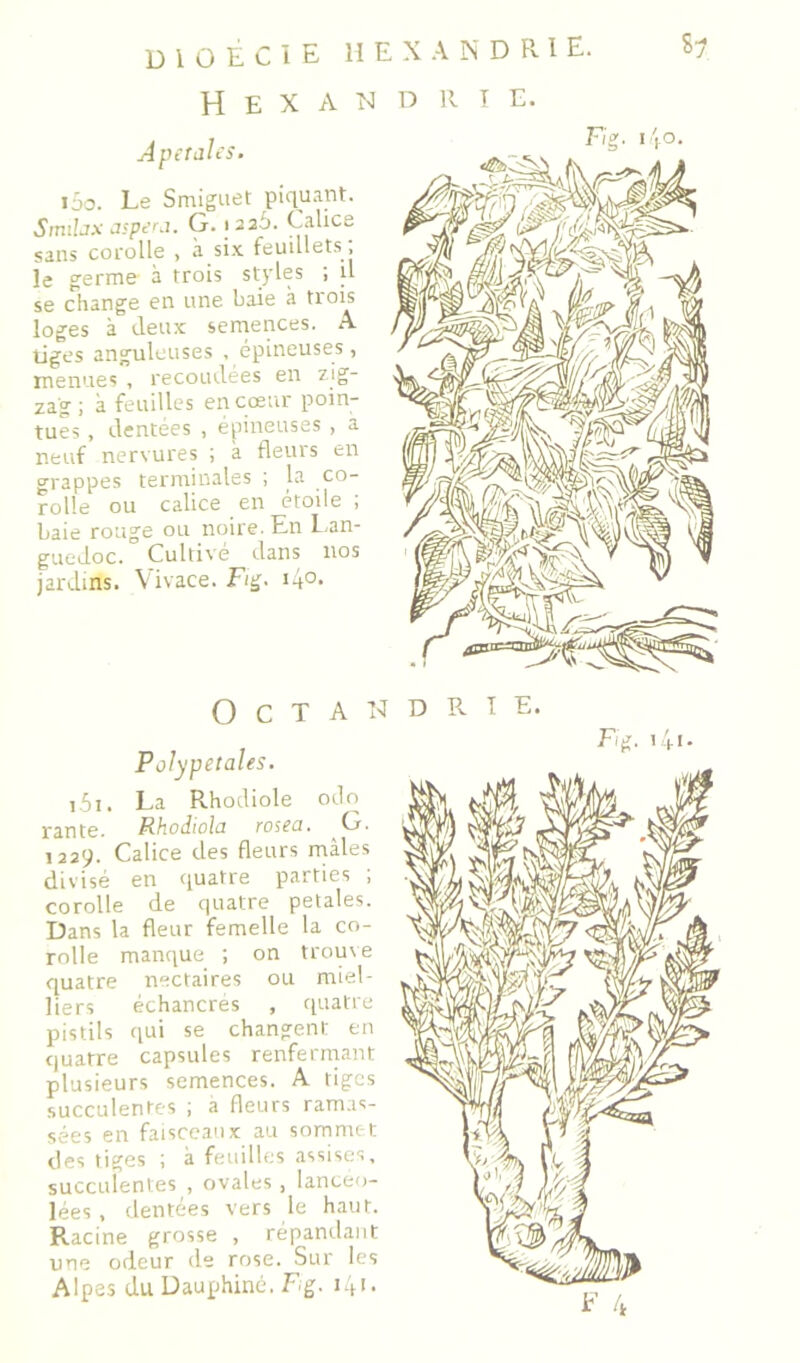 H E X A Aperahs. i5o. Le Smigiiet piquant. Smibx asper-u G. laai). Ealice sans corolle , à si.x feuillets ; ie germe à trois styles ; a se échangé en une baie <à trois loges à deux sernences. A tiges anguleuses , épineuses, menues , recoudées en zig- zag ; à feuilles en cœur poin- tues , dentées , épineuses , a neuf nervures ; à fieras en grappes terminales ; la co- rolle ou calice en étoile ; Laie rouge ou noire. En Lan- guedoc. Cultive dans nos jardins. Vivace. F/g. i4°‘ O C T A N Polypetales. i5i. La Rhodiole odo rante. Rhodioîn ros^ci. G. 1229. Calice des fleurs mâles divisé en ([uatre parties , corolle de quatre petales. Dans la fleur femelle la co- rolle manque ; on trouve quatre nectaires ou miel- liers échancres , quatre pistils qui se changent en quatre capsules renfermant plusieurs semences. A tiges succulentes ; à fleurs ramas- sées en faisceaux au sommet des tiges ; à feuilli;s assises, succulentes , ovales, lancéo- lées , dentées vers le haut. Racine grosse , répaïulant une odeur de rose. Sur les Alpes du Dauphiné. Fg. :.D- H E X A N D R I E. il M D R T E. Fi^. i \o. D R T E.