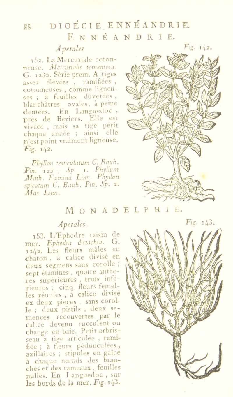 SS E N N E A Apétales L,a Mfrcuriale cnfon- Tieu?c. Alereuruihs tomenro^.i. G. lajo. Sérié prem. A u^es a«;<ie7 élevccs , raniifices , cotonneuses , comme ses ; a feuilles duvetees , lilaiichàtres ovales, à peine rleniées. H n J/anpuedoc , près de Beziers. Bdle est vivace , mais sa ii:;e petit chai|ue année ; ainsi elle n’est point vraiment ligneuse. Fig. 142. Phyllon tesTieuhrum C. Bmih. Fin. 123 , Sp. I. Phyllum Alath. Fanuna L:nv. Fnyllon spicütiim C. Bauh, Pin. Sp, 2, Âlas Linn, N D R l E. Fig. 143. M O N A D E L P H I E. Apétales. i53. î.’Fphedre raisin de mer. P.pkedra di'tachia. G. 1342. Les fleurs mâles en chaton , a calice divisé en lieux se^iTiens sans coiolle , .sept elamines, quatre aiiihe- res supérieures , trois infe- rieures ; cinq fleurs femel- les réunies , a calice divisé ex deux pièces , sans corol- le ; deux pistils ; deux se- mences recouvertes par le calice devenu lucculentou changé en baie. Petit arbris- seau a tige articulée , rami- fiée ; à rieurs pedunculées, axillaires ; stipules en gaîne à chaque nœuds tles bran- ches et des rameaux, feuilles nulles. En Languedoc , sur les bords de la mer. Fig. Ffi.