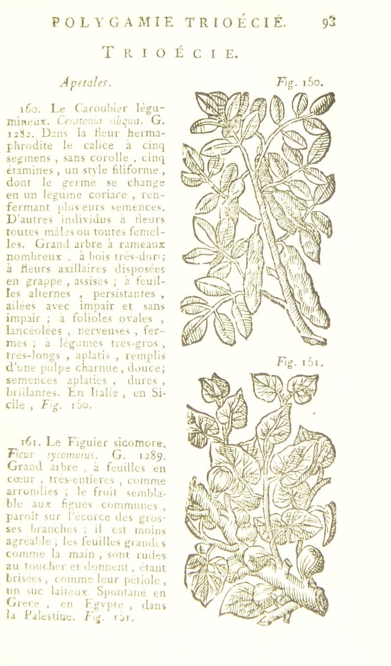 POLYGAMIE TRIOÉCIÉ. T R I O É C I E. ifio. Le ('aïoiibler légu- mineiix. Cef.itcnui cliqua. G. 128;. Dans la tleiir heima- flirodite le calice à cinq segmens , sans corolle , cinii éramines , im style filiforme , dont le germe se change en un legume coriace , ren- fermant ]>1lis etirs semences. D’autres iiulisidus a rieurs toutes mâles ou toutes femel- les. Grand arbre à rameaux nombreux . abois irès-diiri; à fleurs axillaires disposées en grappe , assises ; à feud- les alternes , persistantes , ailees avec impair et sans impair ; a folioles ovales , lancéolées , nerveuses , fer- mes ; a légumes tics-gros , très-longs , aplatis , remplis d’une pulpe charnue, douce; semences aplaties , dures , cile , F:g. 160. iCi. l.e Figuier sicomore. Ficus syccmonis. G. 1^89. Grand arbre , à feuilles en cœur , tres-entiercs , comme arrondies ; le fruit sembla- ble aux figues communes paro.it sur l'ecorce des gros- ses l.ranthes ; il est moins agreahle ; les feuilles giaiidts corn.me la main , sont rudes au toLichci- cl donnent , étant Lrisees, c omme leur [letiole , un suc laiti.’Lix Spontané en Grece , en Kgvpie , dans la Palestine. 7ig. rji.