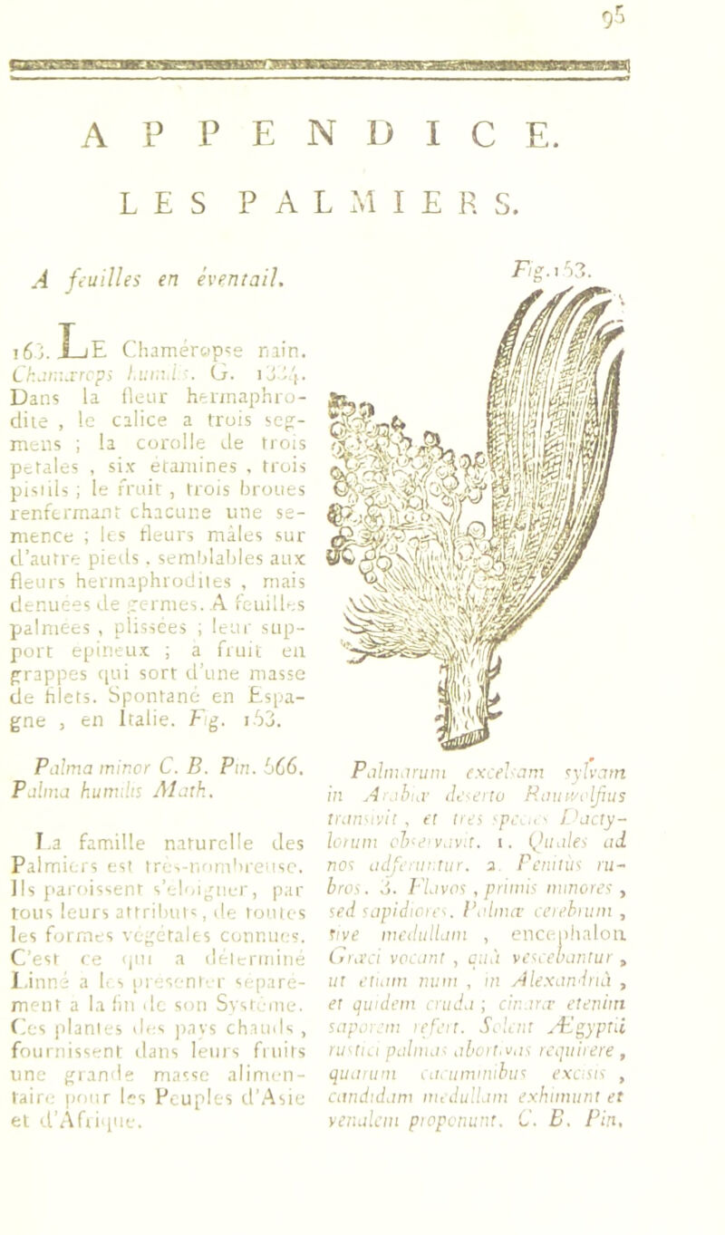 LES PALMIERS. J feuilles en éventail. i6'j. Le (;hamérop?e rain. Lharasrcpi /.i.'i.i./G. ij.lf. Dans la fleur hennaphro- diie , le calice a Iruis scfr- mens ; la corolle i.le trois pctales , si.x étamines , trois pisiils ; le fruit , trois broues renfermant clraCLine une se- mence ; les fleurs mâles sur d’autre pieds. semblables aux fleurs hermaphrodiies , mais dénuées de ;rermes. A feuilles palmées , plissces ; leur sup- port epineu.x ; a fruit en prappes t[ui sort d’une masse de blets. Spontané en Esjia- gne , en Italie, flg. i.S3. Palma minor C. B. Pin. L>C6, P aima humilis Alath. I.a famille naturelle des Palmiers est irc-.-rinmbreiisc. Ils pai'oissent s’éloigner, par tous leurs attributs, de toutes les formes végétales connues. C’est ce ijiti a déterminé l.inni a l< s [uesî-nt- r séparé- ment a la fin ilc son Syst.-me. Ces plantes des jrays chauds , fournissent tlans lents fiiiits une grande masse alimm- tairi; pour les Peuples d’.Asie et d’Afiiiiue. Fig. 153. Palnumim excelam <:yïvam in Ar.ihui dt'ieito Rauwolfius ininuvit . et ires !daay- loruin clue'y.tv’.t. i. (^ihiles ad no<: üdfetiir.tur. a. Peniius ni- bros. Il.ivos , priinis minores , sed sapidiore^. l’alnuv ceiehniin , Tive incduliain , encetihalou Gra’ei vocant , qiià vescebaniur , i/r t’iuim num , m Ale-xandrui , et qwdem cniJ.i ; cin.tr.v eteniin saporeni refeit. Scient Ægyptii ru^tui palnus abort.vds rcquitere , quanim eiienmniibus excisis , candidam medulLim e.xbiinunt et vethilein piopcnunt. C. B. Pin,
