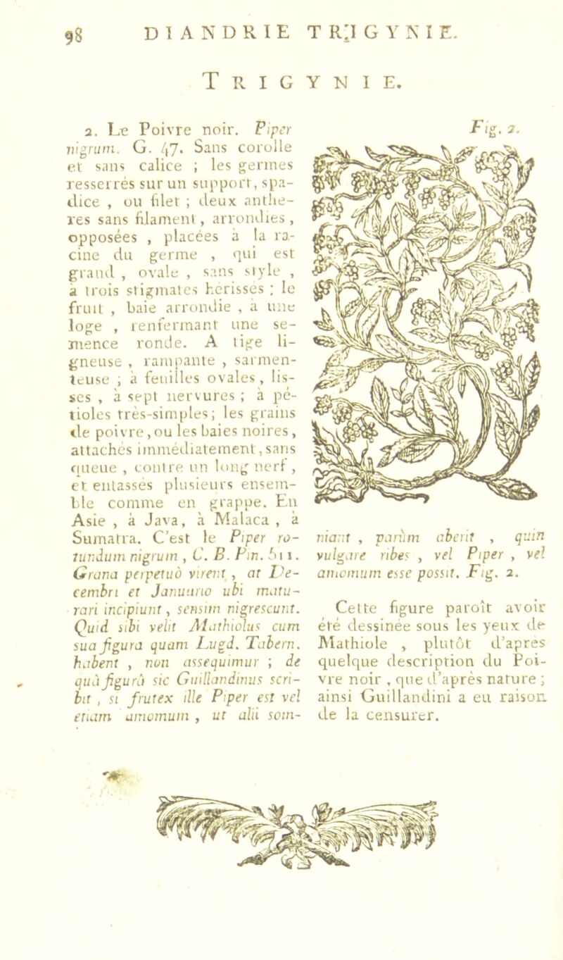 T R I G Y N I E. 2. Lt; Poivre noir. Piper lù^rum. G. 47. Sans corolle et sans calice ; les germes resserrés sur un support, spa- ilice , ou hlet ; ileux anthè- res sans filament, arrondies, opposées , placées à la ra- cine du germe , qui est grand , ovale , sans style , à trois stigmates hérissés ; le fruit , baie arrondie , a luic loge , renfermant une se- mence ronde. A tige li- gneuse , rampante , sarmen- îeuse ; à feuilles ovales, lis- ses , à sept uersures ; à pé- tioles très-simples; les grains de poivre, ou les baies noires, attaches immédiatement,sans (lueue , contre un long nerf , et entasses plusieurs ensem- ble comme en grappe. Eu Asie , à Java, à Malaca , à Sumatra. C’est le Piper ro- lunduin nigruin , C. B. Fir. fu 1. tirana peipetuà virent, or Z V- cembn et Januuno ubi rnjtu- rari incipiunt, semim nigrescunt. Quid iibi velit Atathiolus cum sua figura quam Lugi. Tabem. habent , non asseijuimur ; de quàfgurà sic Gtiillandinus scri- bit , SI frut ex die Piper est vel etiarn anwinum , ut alii sotn- Fig. 2. niant , pariim abêtir , quin vulgare ribes , vel Piper , vel aiuoiuuin esse possit, Fig. 2. Cette figure paroît avoir été dessinée sous les yeux de Alathiüle , plutôt d’apres quelque description du Poi- vre noir , que d’après nature ; ainsi Guillandini a eu raison, de la censurer.