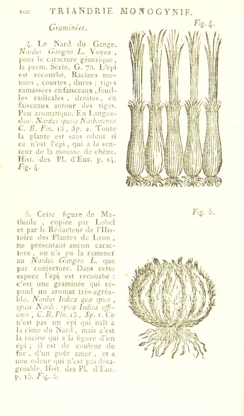 Graminées. 4. Eé Nard du Gang;e. T^iinhis (rinigi/is /,. \ oyez , pour le caractère générique, la prcni. Sorie. G. 70. L'épi est recourlie. Racines nie- luies , courtes , dures ; liges .ramassées en faisceaux , feuil- les radicales , ilroites, en ■faisceaux autour des tiges, l’eu aromati((ue. En Langue- doc. Nardus spuiui Naibonensis C. B. Fin. iv5 , Sp. a. Toute la plante est sans odeur si ce n’esi l’epi , qui a la sen- teur de la mousse de chêne. Hist. des l’I. d’Eur. p. 5. Cette figure de IVTa- thiole , copiée par Lobel et par le Rédacteur de l’Ilis- toire des Plantes de Lyon , ne présentant aucun carac- tère , on n’a pu la ramener au Nardus Gar.gim L. que par conjecture. Dans cette espece l’epi, est recourbé : c’est une graminée qui ré- pand un aromat très-agréa- ble. Naràus Indica qua spica , spicu Aanit. <pica Indica effi- n’est pas un epi qui naît à la cime du Naril, mais c’est la racine qui a la figure d’uia épi ; il est ilc couleur de fer , d’un goût amer , et a une odeur qui n’est p.as désa- gréable. Hist. des PI. d’Eur. p. i5. Fig. 6. Fîg.4.