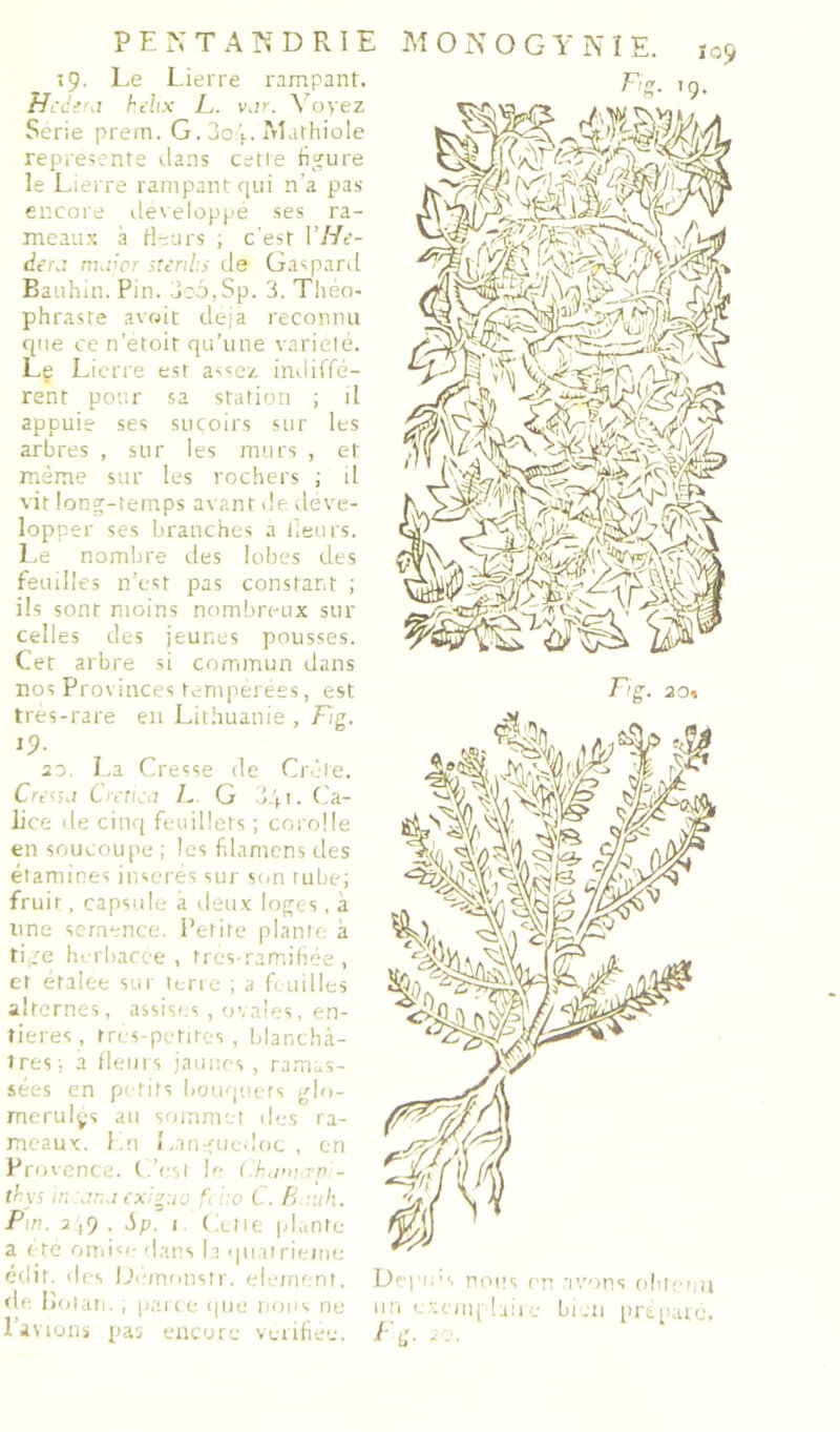 PENTAr^DRIE MONOGYNÎE. ïoo îp. Le Lierre rampant. H. hAix L,. vjr. Voyez Sérié prern. G. 3o V-M-ifhiole représenta rlans cette fi^'ure le Lierre rampant qui n'a pas encore ileveloppé ses ra- meaux à Heiirs ; c'est l’He- der.: nu:wr stents de Gaspard Bauhin. Pin. Jc6,Sp. 3. Théo- phraste avoit déjà reconnu que ce n’etoit qu’une varielé. Le Lierre est assez indiffé- rent po'ur sa station ; d appuie ses suçoirs sur les arbres , sur les murs , et même sur les rochers ; il vit lon^-temps avant de déve- lopper ses branches a iieurs. Le nombre des lobes des feuilles n’est pas constant ; ils sont moins nombreux sur celles des jeunes pousses. Cet arbre si commun dans nos Provinces tenqiérées, est tres-rare en Lithuanie , Fig. J9- 30. I.a Cresse de Crète. Cressj CVt fica G 341. Ca- lice de cinq feuillets ; corolle en soucoupe ; les filamens des étamines insérés sur s<m tube; fruit, capsuh; a deux loges, à une semence. Petite planit- à ti re herliacce , tres ramihée , et etalee sur terre ; a feuilles alternes, assises , ovales, en- tières, trcs-petites , blanchâ- tres; a tieiirs jaunes, ramas- sées en pi tits bouquets g\n- rnerulys au sommet des ra- meaux. Lu Lin qiedoc , en Provence, (,’esi U- (.h.inurp - thys in:jr:.iexig:io fi i:o i . B ::ih. Pm. 2 |9 , dp. I ( ictie plante a f-te ottiio- dans la quai rieme édit, des L’.’/nonstr. élément, de lloiati. , parte (|iie nous ne Fig. 19. Uepii’s nous en avons obie’.u un c.xem| laii e bi .11 prépaie.