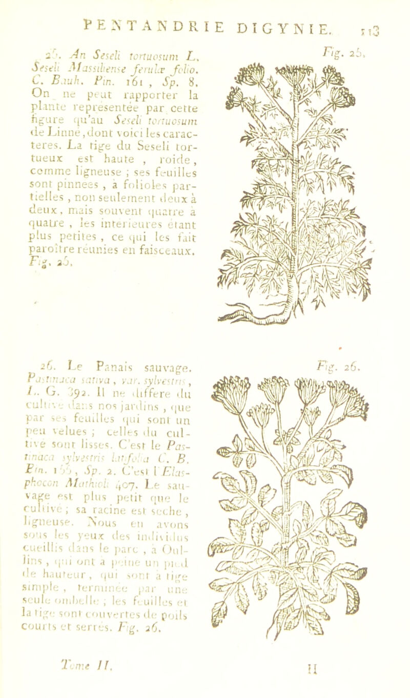 DÎGYNÎE. m3 Fig. 25. ? E N T A N D R I E 2 An Sesdi rortuosuni F. Stfs^li Aljssiheme Jerul.v fi'ho. C. E.iuh. Fin. i6i , Sp. 8. On lit; peut rapporter la plante représentée par cette figure tpr’au Seseli tcnuosuin lie Einné .dont \ oit i les carac- tères. La ri^e du Seseli tor- tueux est haute , roide, cernme ligneuse ; ses feuilles sont pinnees , a folioles par- tielles , non seulement tieux à deux, mais soiiveni i|uatre a quatre , les intérieures étant plus petites , ce qui les fait paroître reunies en faisceau.x. Fig, ij. 2fj. le Panais sauvage. PjiHtucii sii'ivj , y.ir. sylve^irh , F. (j. j()2. Il n<; .liffere du culir,e dans nos jardins , <|ue par scs feuilles t|ui sont un peu Velues ; celles du ciil- ine sont lisses. C’est le Pas- f.naca iyh-j<rn< inj,' C. B. Fin. I , ,Sp. 2. C’esI 1 F.Icii- pkeeen .Mmhtoi: 407. ] ,e san- snge pst plus jxnir que le ruliivc, sa racine est scche , ligneuse. TS'ous en avons sous les yeux ties indit i,lus cueillis dans le jiarc , a Oui- lins , ijiii ont a )M;jtie iin jui d. de h.uiteiir, qui ..oni a liite .smiple , tei'niim.e par une seule oiiihtlli; ; les f. uilles et la lige sont t ouvertes de poils courts et séries. /• g. 26. Fig. 26. T.n:e IJ. U