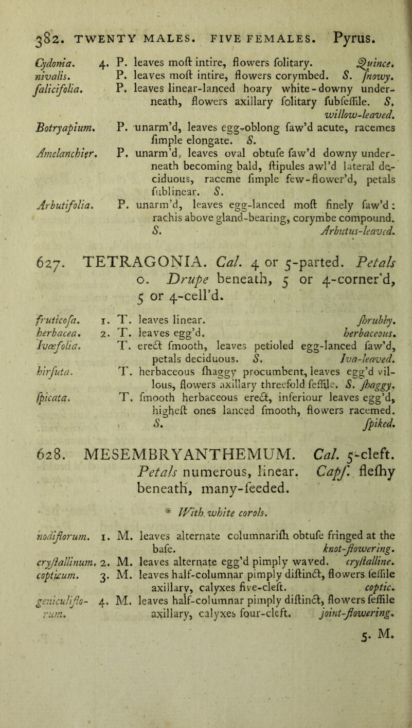 Cydoma. 4. nivalis, falicifalia. Botryapium. Amelanchkr. Arbutifolia. P. leaves moft intire, flowers folitary. Quince, P. leaves moft intire, flowers corymbed. S. fnowy. P. leaves linear-lanced hoary white-downy under- neath, flowers axillary folitary fubfeflile. S, willow-leaved. P. unarm’d, leaves egg^-oblong faw’d acute, racemes Ample elongate. S. P. unarm’d, leaves oval obtufe faw’d downy under- neath becoming bald, ftipules awl’d lateral de- ciduous, raceme Ample few-flower’d, petals fubl inear. S. P. unarm’d, leaves egg-lanced moft Anely faw’d: rachis above gland-bearing, corymbe compound. S. Arbutus-leaved. 627. TETRAGONIA. Cal. 4 or 5-parted. Petals o. Drupe beneath, 5 or 4-corner’d, 5 or 4-ceird. fruticofa. herbacea. Ivcefolia. (picata. 1. T. leaves linear. Jhrubby. 2. T. leaves egg’d. herbaceous• T. ere£t fmooth, leaves petioled egg-lanced faw’d, petals deciduous. S. Iva-leaved. T. herbaceous fhaggy procumbent, leaves egg’d vil- lous, flowers axillary threefold feflijc. S. Jhaggy. T, fmooth herbaceous ere<ft, inferiour leaves egg’d, higheft ones lanced fmooth, flowers racemed. S. fpiked. 628. MESEMBRYANTHEMUM. Cal. 5-cleft. Petals numerous, linear. Capf. flethy beneath, many-feeded. * IVith white cor oh. hodiflorum. i. M. leaves alternate columnarifti obtufe fringed at the bafe. knot-flowering, cryftallinum. 2. M. leaves alternate egg’d pimply waved. cryftalline. copthum. 3. M. leaves half-columnar pimply diftimft, flowers feffile axillary, calyxes Ave-cleft. Coptic. geniculiflo- 4. M. leaves half-columnar pimply diftinct, flowers feflile rum. axillary, calyxes four-cleft. joint-flowering. 5. M.