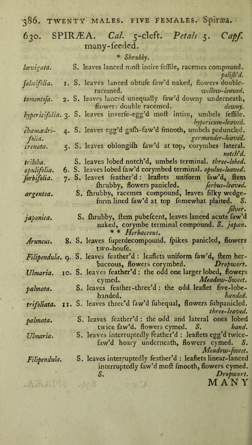 630. SPIRAiA. Cal. 5-cleft. Petals 5. Capf. many-feedcd. * Shrubby. S. leaves lanced moft intire feflile, racemes compound. polijh’d. I. S. leaves lanced obtufe faw’d naked, flowers double- racemed. willow-leaved. %. S. leaves lanced unequally faw’d downy underneath, flowers double racemed. downy. hypericifolia. 3. S. leaves inverfe-egg’d moft intire, umbels feflile. hypericum-leaved. 4. S. leaves egg’d gafh-faw’d fmooth, umbels peduncled. germander-leaved. 5. S. leaves oblongifh faw’d at top, corymbes lateral. notch’d. S. leaves lobed notch’d, umbels terminal, three-lobed. 6. S. leaves lobed faw’d corymbed terminal, opulus-leaved. 7. S. leaves feather’d: leaflets uniform faw’d, item {hrubby, flowers panicled. forbus-leaved. S. fhrubby, racemes compound, leaves ftlky wedge- form lined faw’d at top fomewhat plaited. S. filver. S. fhrubby. Item pubefcent, leaves lanced acute faw’d naked, corymbe terminal compound. S. japan. * * Herbaceous. 8. S. leaves fuperdecompound. fpikes panicled, flowers two-houfe. Filipendula. 9. S. leaves feather’d : leaflets uniform faw’d, Item her- baceous, flowers corymbed. Dropwort. 10. S. leaves feather’d : the odd one larger lobed, flowers cymed. Meadow-Sweet. S. leaves feather-three’d : the odd leaflet five-lobe- handed. handed. II. S. leaves three’d faw’d fubequal, flowers fubpanicled. three-leaved. S. leaves feather’d : the odd and lateral ones lobed twice faw’d, flowers cymed. S. hand. S. leaves interruptedly feather’d : leaflets egg’d twice- faw’d hoary underneath, flowers cymed. S. Meadow-fiveet. S. leaves interruptedly feather’d : leaflets linear-lanced interruptedly faw’d moft fmooth, flowers cymed. S. Dropwort. MANY laevigata. Jahcifolia. tomentofa. chameedri- foiia. crenata. triloba. opulifolia. forbifolia. argentea. japonica. Aruncus. Ulmaria, palmata. trifoliata. palmata. Ulmaria. Filipendula.