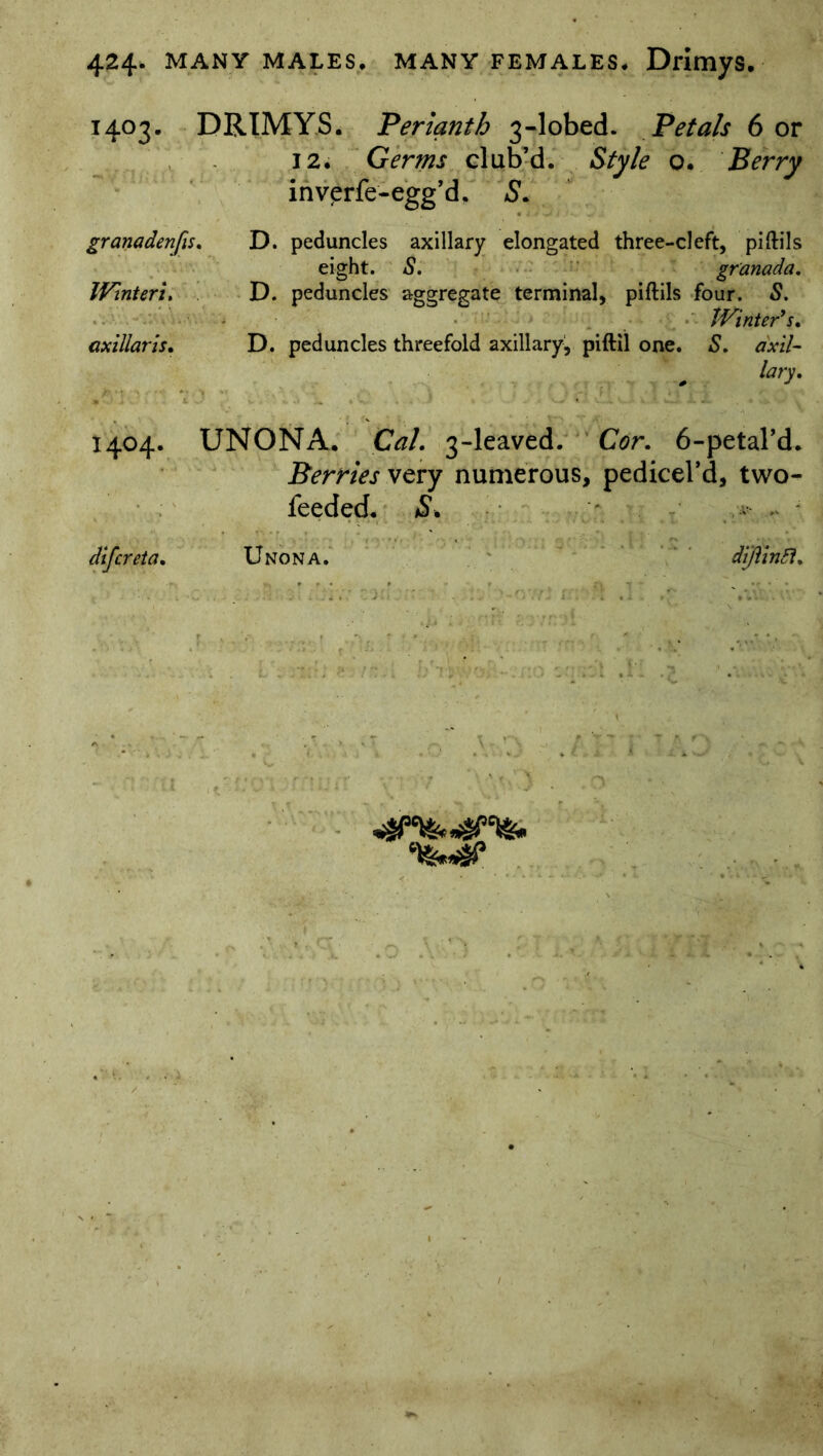 1403. DRIMYS. Perianth 3-lobed. Petals 6 or 12. Germs club’d. Style o. Berry inverfe-egg’d. 5. granadenfis. D. peduncles axillary elongated three-cleft, piftils eight. S. granada. Wintert. D. peduncles aggregate terminal, piflils four. S. Winter's. axillaris. D. peduncles threefold axillary, piftil one. S. axil- lary. 1404. UNONA. Cal. 3-leaved. Cor. 6-petal’d. Berries very numerous, pedicel’d, two- ieeded. S. difcreta. Unona. diJiinSI.
