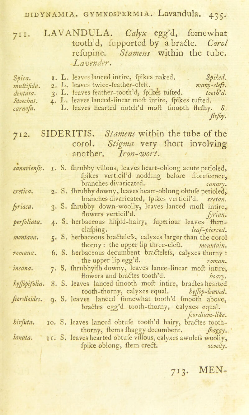 711. LAVANDULA. Calyx egg’d, fomewhat tooth’d, fupported by abradte. Corol refupine. Sta?nens within the tube. Lavender. L. leaves lanced intire, fpikes naked. Spiked. L. leaves twice-feather-cleft. many-cleft. L. leaves feather-tooth’d, fpikes tufted. tooth’d. L. leaves lanced-linear moft intire, fpikes tufted. L. leaves hearted notch’d moft fmooth flefhy. S. fejhy. corol. Stigma very fhort involving another. Iron-wort. ' fhrubby villous, leaves heart-oblong acute petioled, fpikes verticil’d nodding before florefcence, branches divaricated. canary. fhrubby downy, leaves heart-oblong obtufe petioled, branches divaricated, fpikes verticil’d. Cretan. fhrubby down-woolly, leaves lanced moft intire, flowers verticil’d. fyrian. herbaceous hifpid-hairy, fuperiour leaves ftem- clafping. leaf-pierced. herbaceous bracftelefs, calyxes larger than the corol thorny ; the upper lip three-cleft. mountain. herbaceous decumbent bra<Stclefs, calyxes thorny : the upper lip egg’d. rotnan. fhrubbyifh downy, leaves lance-linear moft intire, flowers and bradtes tooth’d. hoary. leaves lanced fmooth moft intire, bra£les hearted tooth-thorny, calyxes equal. hyjfop-leavecl. leaves lanced fomewhat tooth’d fmooth above, bra6fes egg’d tooth-thorny, calyxes equal. fcordium-like. leaves lanced obtufe tooth’d hairy, bradtes tooth- thorny, ftems fhaggy decumbent. jhaggy. leaves hearted obtufe villous, calyxes awnlefs woolly, fpike oblong, ftem eredt. woolly. Spica. I. multifida. 2. dentata. 3- Stoechas. 4- carnofa. 712. sid; 4 canarienfts. I. cretica. 2. fyriaca. 3- perfoliata. 4* montana. 5* romana. 6. incana. 7- hyjfopifolia. 8. fcordi aides. 9* hirfuta. 10. lanata. II. 713. MEN-