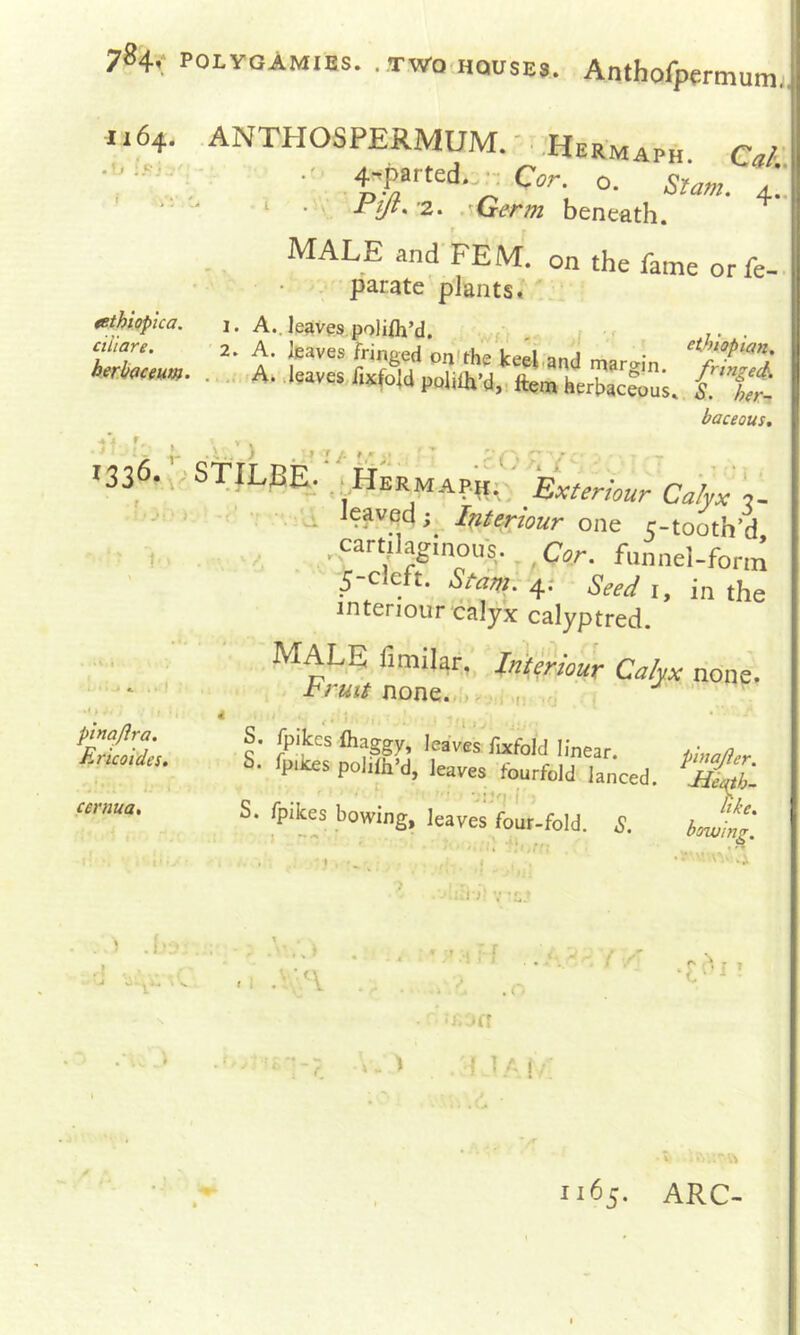 784.: PotyoAMiEs. . TWQ.HQUSEJ. Anthofpermumj 1164. ANTHOSPERMUM. - .Hermaph. Cal •' 4’«|*rted..^..C<w. o. Slam. 4“  ^ • Pijt^'2.. .^Germ beneath. . male and FE M. on the fame or fe- ■ . parate plants»'' ^sthiopica. 1. A..leaves,polifh’d. . r . cuiare. 2. A. leaves fringed onlfhe keel Macum. ... A-dsavesfafoldpoiiih’d, ftLteLS;. t'Xt baceous. k 1 9. 1336.; •' STiLbe. ;. .HSrmAP-i,^; Bxteriour Calyx , .cartilaginous, C,n. fnnnelform 5-cleft. Stdm. 4: Seed i, in the interiour calyx calyptred. male fimilar, Interiour Calyx none. hruit none.„tP,,i .,i ^ S. fpikes lhaggy, leaves fixfold linear. S. fpikes pohth’d, leaves fourfold lanced. S. fpikes bowing, leaves foLr-fold. .S. bJit' ■ ” .1 : ' M, O * plnajira. Ericoides. cernua. ■ LI E V 'J ^ ».A \ V * . . ♦ .i / 'A <■ A I / . r ■i - .»0 t I i ’ ' I . i < '. 1 .