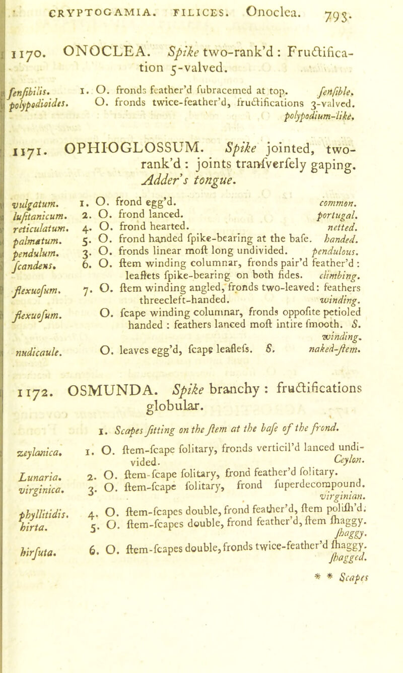 79S- 1170. ONOCLEA. two-rank’d : Fructifica- tion 5-valved. . ■ fenjibilis. polypodi^iidts. O. fronds feather’d fubracemed at top. fenftble. O. fronds twice-feather’d, frudfificaiions 3-valvcd. polypodium-like. 1171. OPHIOGLOSSUM. ^plke jointed, two- rank’d : joints traivfverfely gaping. Adder s tongue. vulgatum. lufiianicum. reticulatum, palmatum. pendulum. fcandens. jiexuofum, Jiexuofum. nudicaule. 1. O. frond egg’d. common. 2. O. frond lanced. portugal. 4. O. frond hearted. netted. 5. O. frond h^ded fpike-bearing at the bafe. handed. 3. O. fronds linear moft long undivided. pendulous. 6. O. ftetn winding columnar, fronds pair’d feather’d ; leaflets fpike-bearing on both fides. climbing. 7. O. ftem winding angled,'fronds two-leaved: feathers threecleft-handed. winding. O. fcape winding columnar, fronds oppofite petioled handed ; feathers lanced moft intire fmooth. B. winding. O. leaves egg’d, fcape leafiefs, S. naked-Jiem. 1172. OSMUNDA. Spike branchy : fructifications globular. \ I. Scapes fitting on the fern at the bafe of the frond. %eylanica. Lunaria. virginica. phyllitidis, hirta. hirfuta. 1. O. ftem-fcape folitary, fronds verticil’d lanced undi- vided. Ceylon. 2. O. ftem-fcape foliury, frond feather’d folitary. 3. O. ftem-fcape folitary, frond fuperdecorapound. 4. O. ftem-fcapes double, frond feather’d, ftem polifli’d. c O. ftem-fcapes double, frond feather d,ftem fhaggy. _ Ji^oggy- 6 O ftem-fcapes double, fronds twice-feather d fhaggy. fagged. * * Scapes