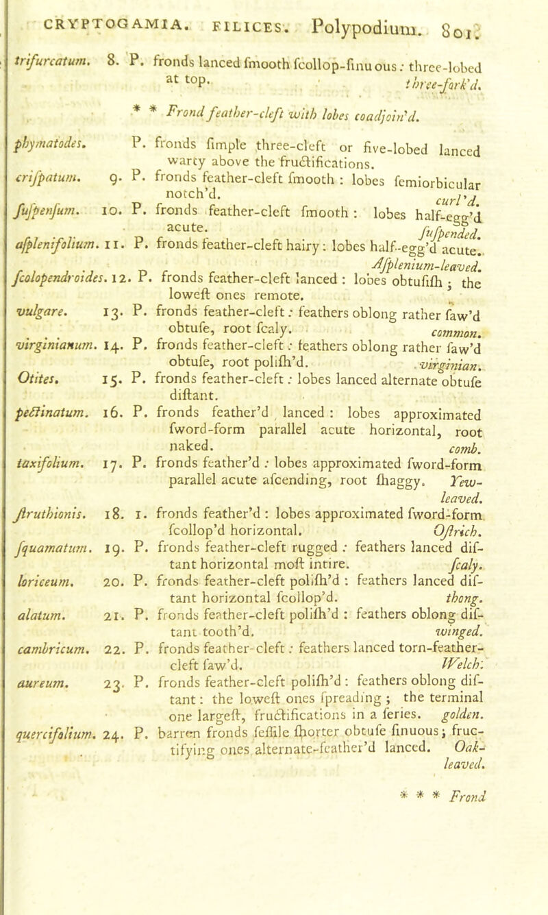 CRYPTOGAMIA. FILICES'. Polypodium. Soi^ trifurcatum. 8. ’P. fronds lanced fmooth fcollop-fmu ous; thrcc-lobeJ . ihne-fork'd. * * Frond feather-cleft with lobes coadjohdd. phymatodes. P. fronds fimple three-cleft or five-lobed lanced warty above the frudlifications. crifpatum. g. P. fronds feather-cleft fmooth ; lobes femiorbicular notch’d. curl'd fufpenfum. lo. P. fronds .feather-cleft fmooth: lobes half-egg’d afplenifoUum. ii. P. fronds feather-cleft hairy; lobes half-egg’d^acute!, -^fplenium-leaved. fcolopendroides. iz.r. fronds feather-cleft lanced : lobes obtuffli • the loweft ones remote. vulgare. 13. P. fronds feather-cleft; feathers oblong rather faw’d obtufe, rootfcaly. . common, virginxanum. 14. P. fronds feather-cleft; feathers oblong rather faw’d obtufe, root pohfh’d. .virghiian. Otites. 15. P. fronds feather-cleft; lobes lanced alternate obtufe diftant. pe£linatum. 16. P. fronds feather’d lanced : lobes approximated fword-form parallel acute horizontal, root naked. comh. taxifolium. 17. P. fronds feather’d ; lobes approximated fword-form parallel acute afeending, root fliaggy. Yew- leaved. Jiruthionis. 18. i. fronds feather’d : lobes approximated fword-form fcollop’d horizontal. Ojlrich. fquamatmn. 19. P. fronds feather-cleft rugged .* feathers lanced dif- tant horizontal moft inrire. fcaly. lorlceum. 20. P. fronds feather-cleft polifti’d : feathers lanced dif- tant horizontal fcollop’d. thong, alatum. 21. P. fronds feather-cleft polilh’d : feathers oblong dif- tant tooth’d. winged, camhricum. 22. P. fronds feather-cleft; feathers lanced torn-feather- cleft faw’d. Welch: aureum. 23. P. fronds feather-cleft polifh’d : feathers oblong dif- tant : the loweft ones fpreading ; the terminal one largeft, frurftifications in a feries, golden. quercifoHum. 24. P. barren fronds felTile ^lorter obtufe finuousj fruc- tifying ones alternate-fcather’d lanced. Oak- leaved. ■% •* pfond