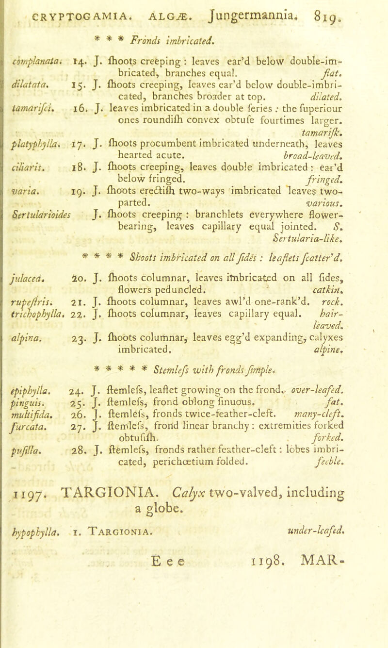* * * Frondi imbricated. complanata. dilatata. tamarifci. platyphjlla. ciliaris. varia. Stertularioides julacea, rupejiris. trichophylla. alpina. 14. J. flioots crefeplng : leaves ear’d below double-im- bricated, branches equal. flat. 15. J. flioots creeping, leaves ear’d below double-imbri- cated, branches broader at top. dilated. 16. J. leaves imbricated in a double feries ; the fuperiour ones roundifti convex obtufe fourtimes larger. O tamarijk. 17. J. flioots procumbent imbricated underneath, leaves hearted acute. broad-leaved. 18. J. flioots creeping, leaves double imbricated: ear’d below fringed. fringed. ig. J. flioots eredfifli two-ways imbricated leaves two- parted. various. J. flioots creeping : branchlets everywhere flower- bearing, leaves capillary equal jointed. S. Sertularia-like. Ha % % ^ Shoots imbricated on all fides : leaflets flatter’d, 20. J. flioots columnar, leaves itnbricated on all fides, flowers peduncled. catkin, 21. J. flioots columnar, leaves awl’d one-ranlc’d. rock. 22. J. flioots columnar, leaves capillary equal. hair- leaved, 23. J. flioots columnar, leaves egg’d expanding, calyxes imbricated, alpine. epiphylla. pinguis. multifida. furcata. pvfllla. ***** Stemlefs with fronds ftrtiple^ 24. J. ftemlefs, leaflet growing on the frond., over-leafed. 25. J. ftemlefs^ frond oblong finuous. fat. 26. J. ftemlefs, fronds twice-feather-cleft. many-cleft. 27. J. ftemlefs, frond linear branchy : extremities forked obtufifh. . forked. 28. J. ftemlefs, fronds rather feather-cleft: lobes imbri- cated, perichoetium folded. feeble. 1197. TARGIONIA. two-valved, including a globe. hypophylla. i. Targionia. under-leafed. 1198. MAR- E e e