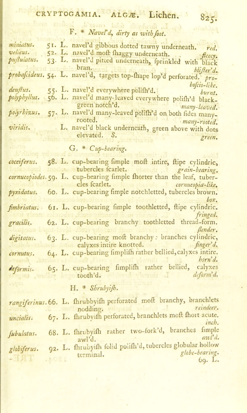 F. * NaveFd, dirty as with foot. miniatus. 51. L. navel’d gibbous dotted tawny underneath. red. veheus. 52. L. navd’d mofb fliaggy underneath. , -ficecy pujluiatus. 53. L. navel’J pitied underneath, fprinkled with blade . , r - j T j o hlijier^d.. probafcideus. 54. L. navel d, targets top-ftiape lop’d perforated.^ p'ro- j n T ,,, , hofcis-like. deujtus. 55. L. navel d everywhere polifh’d. burnt. poiyphyllus. 56. L. navel’d many-leaved everywhere polifli’d black- green notch’d. many-leaved, polyrbizus, 57. L. navel’d many-leaved polifh’d on both Tides many- _ ' many-rooted, viridis. L. navel’d black underneath, green above with dots elevated. S. green. G. * Cup-bearmg, coceiferus. 58. L. cup-bearing fimple moft intire, ftipe cylindric, tubercles fcarlet. grain-bearing, cornucopiodes. L. cup-bearing fimple fhorter than the leaf, tuber- cles fcarlet. cornucopia-like, pyxidatus. 60. L. cup-bearing fimple notchletted, tubercles brown. box. fmbriatus. 6l. L. cup-bearing fimple toothletted, ftipe cylindric. fringed. 62. L. cup-bearing branchy toothletted thread-form, (lender. 63. L, cup-bearing moft branchy ; branches cylindric, calyxes intire knotted. finger’d. 64. L. cup-bearing fimplifh rather bellied,calyxes intire. horn’d. gracilis. digitatus. cornutus. defibrmis. 65. L. cup-bearing fimplifh rather bellied, calyxes tooth’d. . . deform’d. H. ^ Shrubyi/h. \ rangiferinus.tb. L. fhrubbyifh perforated moft branchy, branchlets nodding. reindeer. uncialis. 67. L. fhrubvifh perforated, branchlets moft fhort acute. inch. fubulatus. 68. L. fhrubyifli rather two-fork’d, branches fimple ^ awl’d. awl’d. Miferus. Q2. L. ftuubyifh folid poiiflfd, tubercles globular hollow ^ J ^ terminal. globe-beartng. 6g. L.