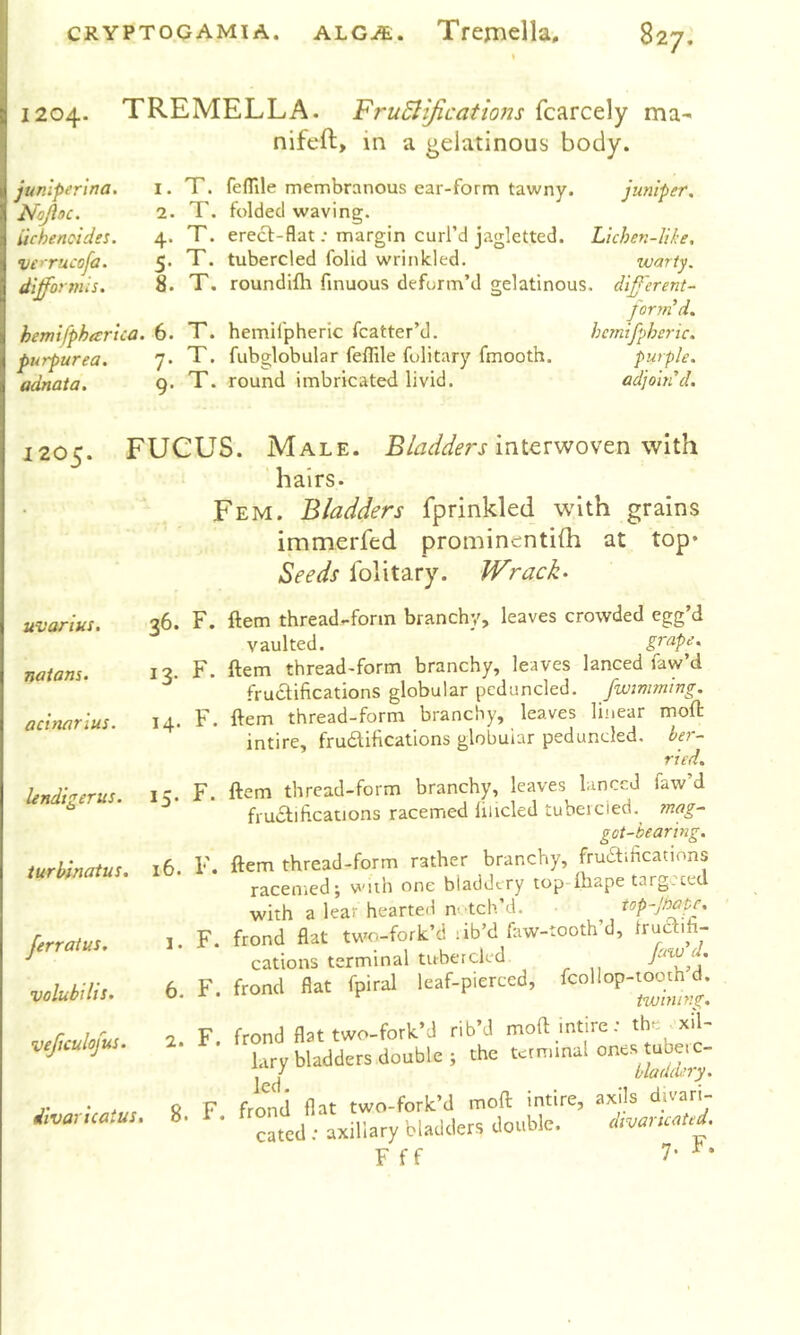 CRYPTOCAMIA. ALG-flE;. Trejnella, 1204. TREMELLA. FruSliJications fcarcely ma- nifeft, in a gelatinous body. junlperina. Nojloc. iichenoides. •ve>rucofa. difformis. hemifphar'tca. purpurea. adnata. 1. T. feflile membranous ear-form tawny. juniper, 2. T. folded waving. 4. T. erecf-flat; margin curl’d jaglctted. Lichen-like. 5. T. tubercled folid wrinkled. warty. 8. T. roundifli finuous deform’d gelatinous, diff'erent- forrnd. 6. T. hemifpheric fcatter’d. hcmifpheric. y. T. fubglobular feflile fulitary fmooth. purple, g, T. round imbricated livid. adjoin d. 1205. FUCUS. Male. interwoven with hairs. Fem. Bladders fprinkled with grains immerfed prominentifh at top* Seeds Iblitary. Wracks uvarius. natans. acinarius. lendigerus. turbinatus. ferratus. volubilis. veffculojus. divaricatus. 36. F. ftem thread-fonn branchy, leaves crowded egg’d vaulted. grape. 13. F. ftem thread-form branchy, leaves lanced faw’d fructifications globular pcduncled. fwimming. 14. F. ftem thread-form branchy, leaves linear moft intire, frudifications globular peduncled. ber- ried. ic. F. ftem thread-form branchy, leaves lanced faw’d fructifications racemed lilicled tubeicied. ?nag- got-bearing. 16. F. ftem thread-form rather branchy, frudificatinns racemed; with one bladdery top Ibape targoced with a lear hearted n' tch’d. top-pate. 1. F. frond flat two-fork’d lib’d (aw-tooth’d, tt'J'ft'fi- cations terminal tubercled 6 F. frond flat fpiral leaf-pierced, fcollop-tooth d. twnung. F. frond flat two-fork’d rib’d moft intire: th- xil- lary bladders double ; the tcrmmal F frond flat two-fork’d moft mtire, axils divari- cated ; axillary bladders double. cavancated. Y ff 7*