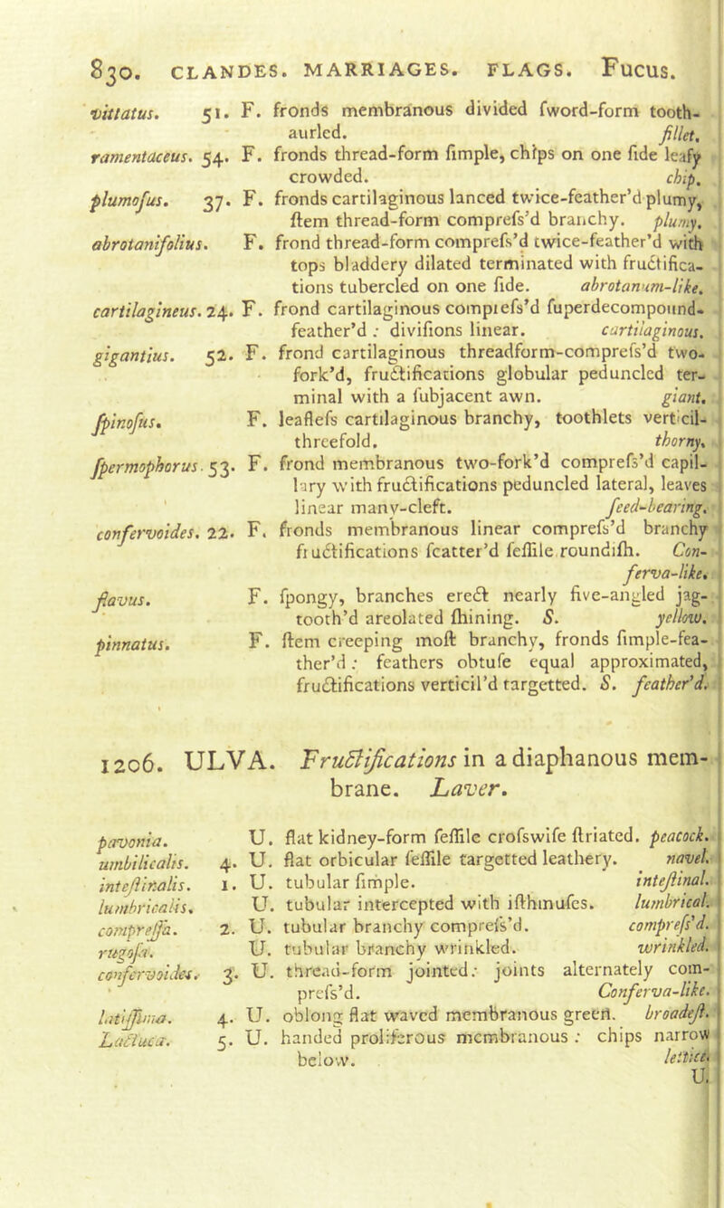 ' •bittatus. 51. F. fronds membranous divided fword-form tooth- aurled. fillet. < ramentaceus, 54. F. fronds thread-form fimple, chips on one fide leafy crowded. chip, plumofus. 37. F. fronds cartilaginous lanced twice-feather’d plumy, ■ ftem thread-form comprefs’d branchy, plumy. ■■ abrotanifoUus. F. frond thread-form comprefs’d twice-feather’d with ; tops bladdery dilated terminated with fructifica- ! tions tubercled on one fide. abrotanum-like. ; cartilagineus. i\. F. frond cartilaginous compiefs’d fuperdecompoiind- 1 feather’d : divifions linear. cartilaginous. . F. frond cartilaginous threadform-comprefs’d two- i fork’d, fructifications globular pedunclcd ter- ■ minal with a fubjacent awn. giant. > F. leaflefs cartilaginous branchy, toothlets verticil- i threefold. thorny. | F. frond membranous two-fork’d comprefs’d capil- j 1-iry with fructifications peduncled lateral, leaves 1 linear many-cleft. feed-bearing, | F. fronds membranous linear comprefs’d branchy j ft uCtifications fcatter’d feflile.roundifh. Con- j ferva-like, F. fpongy, branches ereCt nearly five-angled jag- tooth’d areolated ftiining. S. yellow. F. ftem creeping moft branchy, fronds fimple-fea- ther’dfeathers obtufe equal approximated, fructifications verticil’d targetted. S. feather’d. gigantius. 52. fpinofus. fpermophorus ■ 53. confervoides, 22- flavus. pinnatus. 1206. ULVA. in a diaphanous mem-i brane. Laver. pavonia. umbilicalis. inteJiiiiaUs. lumbricalis. comprejfa. riigofi. confervoides.- Litlffima, hctSiucut. U. flat kidney-form feflile crofswife ftriated. peacock. 4. U. flat orbicular feflile targetted leathery. navel 1. U. tubular fimple. intejiinal. U. tubular intercepted with ifthinufcs. lumbrical.. 2. U. tubular branchy comprefs’d. comprefs'd. U. tubular branchy wrinkled. wrinkled. 3. U. thread-form jointed; joints alternately coin- prefs’d. Conferva-like. 4. U. oblong flat waved membranous green. broadeji. 5. U. handed proliferous membranous ; chips narrow below. lei’ttc^i U. 5