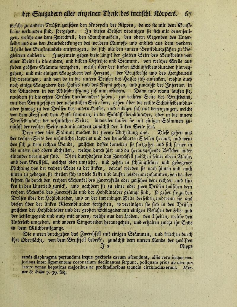 wefdje ju anbern ©rufen ^wife^en ben ^norpefn bet EKippen, bo wo fie mit bem föruf!« fceine oerbunben ftnb, forfgehen. ,^n biefen ©rufen oereinigen fie ftdj mif benenjeni* gen, weiche auß bem ^werdjfett, ben $3auchmußfein, ben obern ©egenben beß Unter* letbß unb auß ben Jpaufbebecfungen beß oorbern Rumpfs unb enbiicfj auß bem oorbern ©^eiie beß 53ruffrnußfelß enffpringen, ba fid) aKe ben innern $3ruj!biufgefd$en ju £3e= gleifern anbtefen. ^nßgemein gehen biefe Idngfi ber giaften ©eife beß 23ruffbeinß oon einer ©rufe in bie onbere, unb btiben ©ejTedjfe unb ©famine, non weidjer ©rette auß fteben größere ©fdmme forfgehen, weidje über ber linfen ©chiujfeibetnbiufaber hinweg* gefjen, unb mif einigen ©augabern beß .fber^enß, ber 53ruffbrüfe unb beß Jiperjbeufeiß fief) oereinigen, unb oon ba in bie unfern ©rufen beß Jpaifeß ficf> einfenfen, roofnn auch uod) einige ©augabern beß Jpaffeö unb beß $opfß gehen, unb ^undcf?fi: ber ^nferfion in bie QMufabern in ben DMdjbruffgang .jufammenfttejjen, ©ann unb wann laufen fie, naef^bem fie bieerffen ©rufen burdjwanberf haben, ^ur reifen ©eife beß 23rufJbeinß, mif ben Q3ruffgefaf?en ber ne§m(ic^en©etfe fort, gehen über bie rechte ©chiüffeibeinbiuf* ober hinweg ju ben ©rüfen beß unfern Jp.alfeß, unb enbigen ftd) mif benenjentgen, welche oon bem $opf unb bem .^aife fommen, in bie ©chlüffeibeinbiufabev, ober in bie innere ©roffeibiufaber ber nehmitdjen ©eife; bißweiien laufen fie mit einigen ©fdmmen ju* ndc^fi ber rechten ©eife unb mit anbern jundcfjjl ber (infen ©eife fort. ©rep ober oier ©fdmme mad)en bie jwepfe Tibfhetiung.auß. ©iefe gehen aus ber redden ©eife beß nehmiidjeniappenß unb ben benachbarten ©fetten fwrauß, unb wen» ben fid) ju bem rechten 33anbe, jwifdjen beffen iametten fie forfgehen unb fid) ferner in bie unfern unb obern abf^eilen, weiche burch h^r unb ba heraußgehenbe 2(efichen unter einanber oereinigef finb. ©iefe burdjbohren baß 3roerdjfett jwifd)en feiner obern flache, unb bem 23ruflfett, weiches biefe umzieht, unb gehen in fchidnglichfer unb gebogener Hicfjfung oon ber rechten ©eife £u ber linfen, barauf werben fie nach hinten unb nach unfen ju gebogen, fie theiien fich inoieleTfejfe unbiaufen wieberum jufammen, oon ba aber fehren fte burch ben rechten ©chenfei beß 3roerd)fettß ober ^wifdjen bem rechten unb (in* fen in ben Unterleib jurücf, unb nachbem fie $u einer ober $wep ©rüfen jwtfchen bem rechten ©d)enfei beß 3werd)fettß unb ber jpeijiblufaber geiangt finb, fo gefjen fie $u ben ©rüfen über ber ^ohibiutaber, unb an ber inwenbigen ©eife berfeiben,unbwenn fie aus biefen über ber iinfen SMerenbiufaber forfgehen, fo oereinigen fie fich in ben ©rüfen jwifcfjen ber J^ohibiufaber unb ber großen ©chlagaber mif einigen ©efdfen ber feber unb ber feiflengegenb unb aud) mit anbern, weiche aus ben Jpoben, ben <£heüen/ weiche ben Unterleib umgeben, unb anbern ©ingeweiben heraußgehen, unb erhalten juleff ihr ©nbe in bem SDUlchbruflgange. ©ie unfern burdjgehen baß Sroerdjfefl mif einigen ©fdmmen, unb friedjen burd) <hre Obetfdche, oon bem 23ruflfett bebedt, jundchjt bem unfern SXanbe ber jwoiften 0 2 SXippe ramis diaphragma pertundunt inque pe&amp;oris cavum afeendunt, aliis vero iisque ma- joribus inter ligamentum coronarium declinantes ferpunt, poftquam prius ab utroque latere venas hepaticas majoribus ac profundioribus truncis circumcinxerunt. Wer- ner &amp; Fuller p. 39, feq.