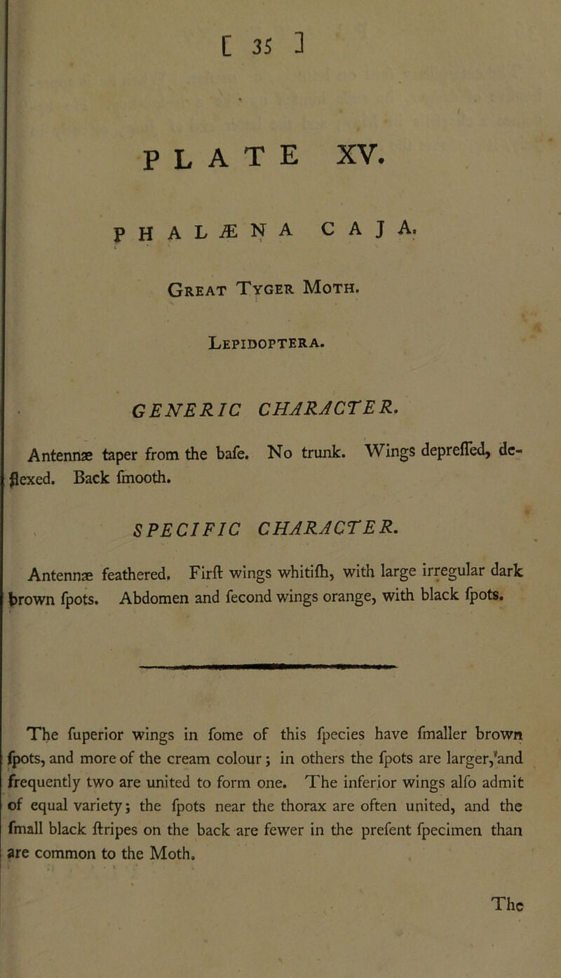 plate XV. P H A L ./E N A CAJA. Great Tyger Moth. Lepidoptera. GENERIC CHARACTER. Antennae taper from the bafe. No trunk. Wings deprefled, de- flexed. Back fmooth. SPECIFIC CHARACTER. Antennae feathered. Firft wings whitifh, with large irregular dark brown fpots. Abdomen and fecond wings orange, with black fpots. The fuperior wings in fome of this fpecies have fmaller brown fpots, and more of the cream colour; in others the fpots are larger,'and frequently two are united to form one. The inferior wings alfo admit of equal variety; the fpots near the thorax are often united, and the fmall black ftripes on the back are fewer in the prefent fpecimen than are common to the Moth.