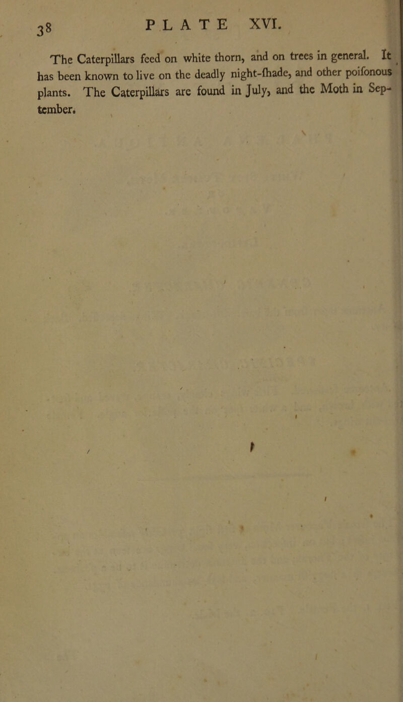 The Caterpillars feed on white thorn, and on trees in general. It has been known to live on the deadly night-fhade, and other poifonous plants. The Caterpillars are found in July, and the Moth in Sep- tember. I r 1 1