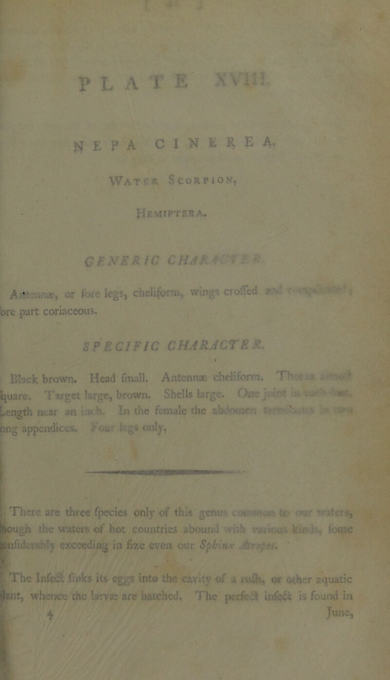 jj E p A CINE R E A. Wat - n Scorpion, Hf.mjpteka. CFNER (C CHAR J‘ ore part coriaceous. £ ? E C! FIC CHARJCTE . Black brown. Head {mall. Antennae chciiforrn. 1 ; ljuart Tv **et Erge, brown. Shells large. < • Length near an • In the female die a'\. ' bng appendices. * ot. ... only. There are three fpecies only of this gcm> - * ; , [feou'.,; ie water of hot countries abou! ■. . lomc | ' The Infect finks its eggs into the cavity of a » A. or other aquatic t, whence the tan ■ June,