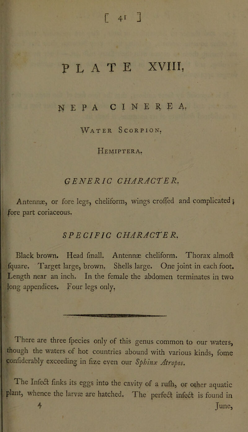 PLATE XVIII, JSf E P A CINEREA. Water Scorpion. Hemiptera. GENERIC CHARACTER. Antennae, or forelegs, cheliform, wings croffed and complicated $ fore part coriaceous. SPECIFIC CHARACTER. Black brown. Head fmall. Antennae cheliform. Thorax almoft fquare. Target large, brown. Shells large. One joint in each foot. Length near an inch. In the female the abdomen terminates in two long appendices. Four legs only. There are three fpecies only of this genus common to our waters, though the waters of hot countries abound with various kinds, fome confiderably exceeding in fize even our Sphinx Atropos. The Infeift finks its eggs into the cavity of a rufh, or other aquatic plant, whence the larvae are hatched. The perfedl infedt is found in 4 June,