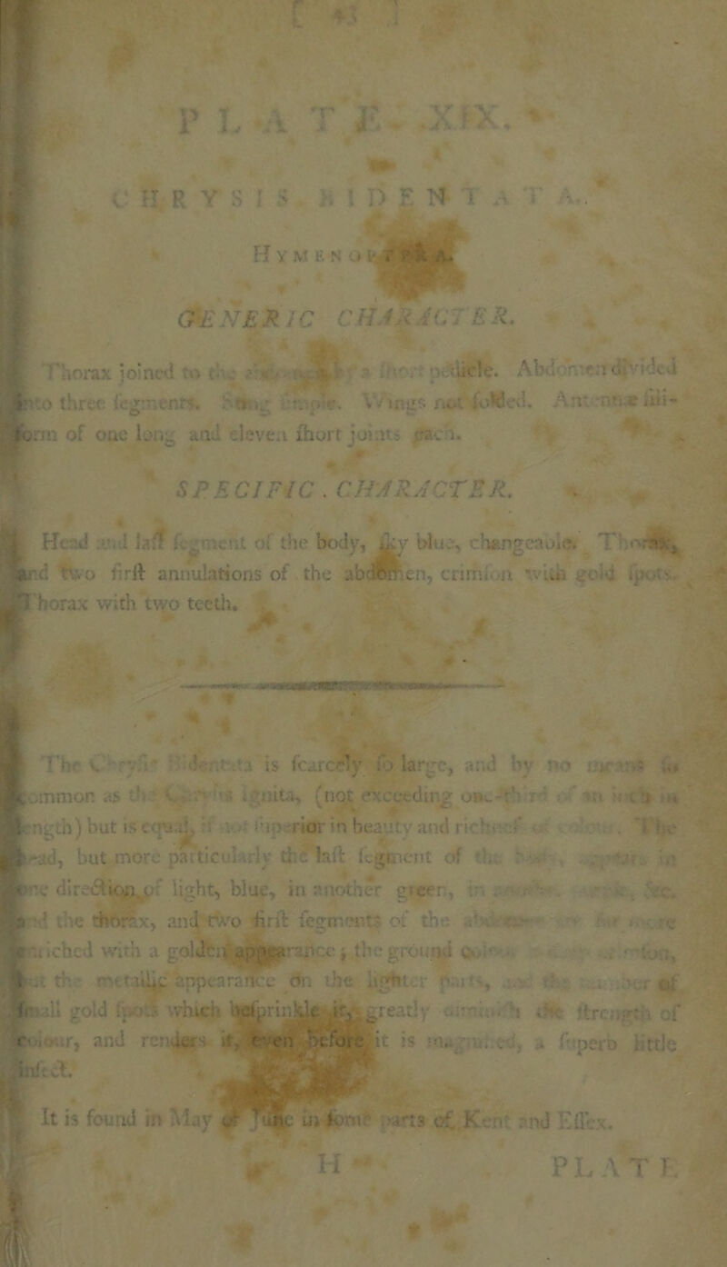 Hymf.no if,: a ft a. ■« CfiENER 1C CH f 'RAC E R. K'Thorax joined :o -Uok\ Abu r. :n d •••»'dcU 3 to three fcg:r.«nt?. j r. . r. wing* not loWed. AnteoR.c iiii* '■'form of oae long and eleven lhdrt joints '.raerti. 5 P E Cl FI C . CHARACTER. Hi J 1 laf! £ nent oi the body, blue, chungcnoic. ::«vs»; . two firft simulations of the abdorren, criift.. a *v-:di • 'borax with two teeth. T'h x d’ ' a is feareily io large, and b; no . Icmmon ,is v ■ ■■■: ; tiita, (not exceeding omT i n kM* I :ngth)but isetyu. : 1 An odor in beauty ami rick *-ad, but more parties, .rly the faft kgrnent of Sere dire&ioiiNy: light, blue, in another green, fa ; the thorax, and two jfirft fegment? oi the It ii iC hed with a goltfei^apijgfrr:nce j the ground t . th■ rt t niig appearartee dn he hniUc;- . . oi lir all gold fpo-■ whigh i^^rinj^ ur, greatly -amth.. 4» . itre-u^h of lcoiOt.tr, and renders it, t en before it is m .r-u.:«rd, « fnperb little infect. It is found in May Jrjule in forut its o£ K • and Kffex. PLAT r H