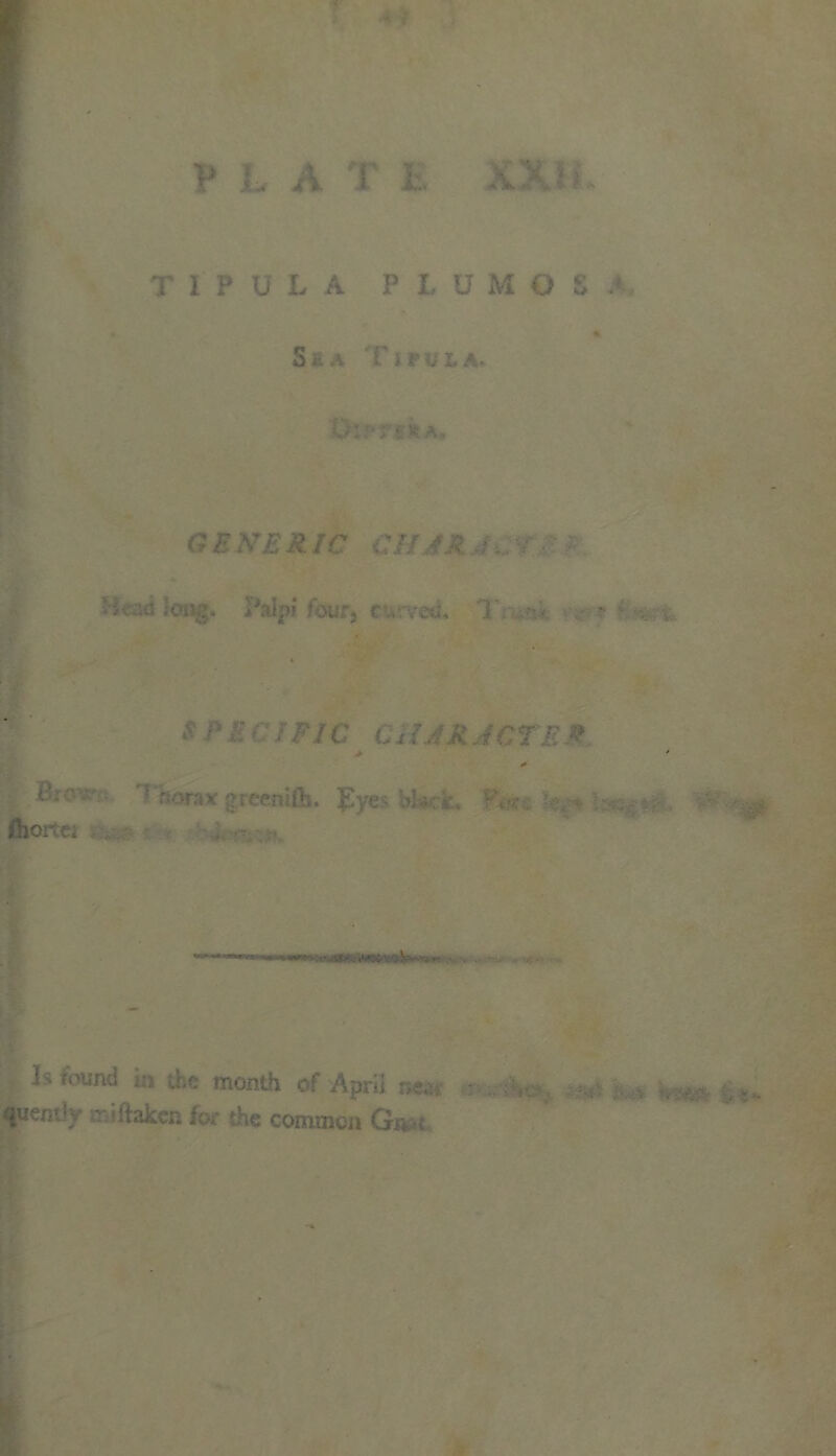 T1PULA PLUMOSE Sea T irvLA- OVPTskA, GENERIC CHAR K Headlong. Palpi four, curved. T -/• Vif* f * V.v ' ®rr • ' Horax greenifli. £ye> bi.ck, fl»ortci , I>r>'und m the month of April ne^. . * quemly • -ftakcn for the common Gr*n