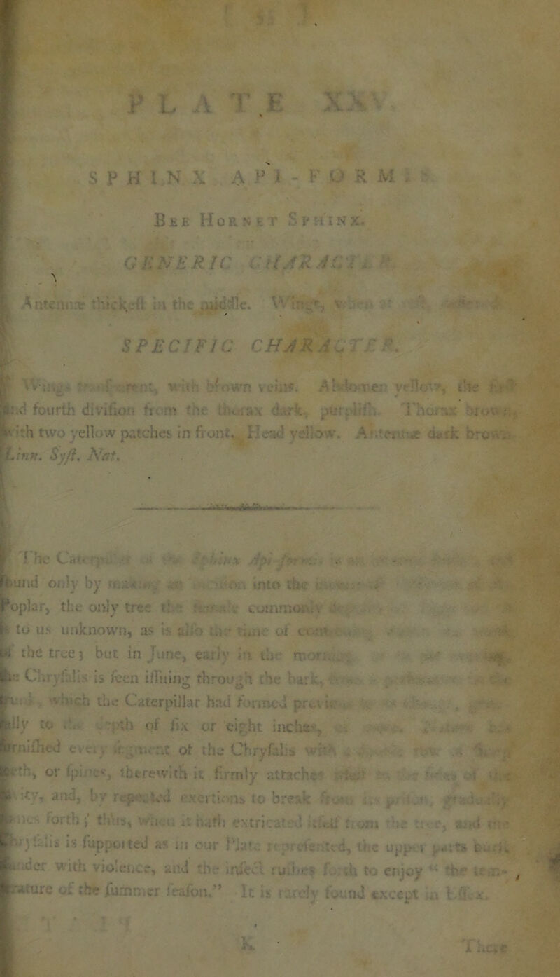 X-\ s SPHi N X A  i - P U R x\; Bee Hornht Sphinx. GENERIC LfRlt . . 4iltc:in* tV.icKeli in the V' Iv . SPECIFIC CHAR .i : ■fed fourth divifion frv m the ; x.;s\ d -.rfc -yer. • Thorax •-cover... :rh two yellow patches in front. Head yeib’.v. A v. tCrk brc-.v, .inn. Sy/I. A7at. . jbuiid only by IS.a* .• . mto the : poplar, the only tree v. commor *. ' \ to us unknown, as is ul;-:> u>r i.ae of o ■ ■ u; the tree? but in June, eari1 in tin nor ti. C . '.is is fcen ifluing throw,-h the irx. In vnich the Caterpillar had formed port.. i. pity to . ptb of fix or cl;\ht inchs-\ rsjfniihed evt. om-nt of the* Chryfalis wr; •v > or C  therewith it firmly attach*-.-' . * ity, and, by rep vd exertions to break • *lU: rortb» th'us, it hath extricatel ..:«ii kom hr , s.,h{ ■ f • xct v uf; violence, ar.d th - ink-.'I ru.,U to enjoy *■ u> t •^ture ©.' the (tamer fcflfon” It is rarely found except a t-:i