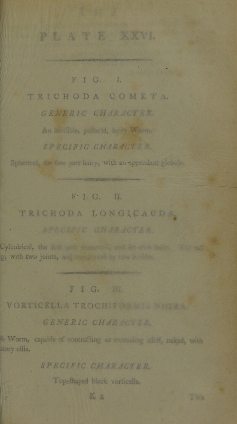 p T. \ r } I, F I G. I. TR1CHODA CO M £ F >. GEAERh CH , An in V., i. i f, . - ' £1 i'GiFlC LHJRA'I . • S: >»¥•(- .'• - ■ f h<:iry» with an-app ccant r. 1 ' I G. T R i. C HOD A LON G i. p A ■ ' # Cylindrical, th :g, with two joints, ■ Ct i - <• • - F 1 G. VOklOC. ELLA TROC ; GENERIC CHAR ^ Worm, cap*- ; <nt rafting of . with *:ory cilia. . . K * Tin*