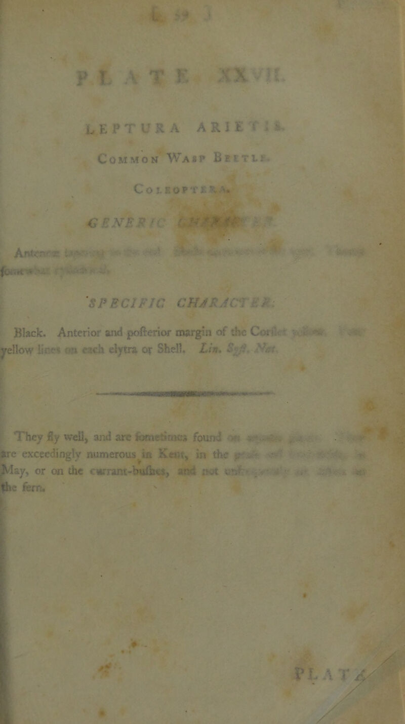 ’ L KP TVRA ARI l Common Wa si* Be i t l Couom’v'. » CENEX ' - fcetr* ui •* ' Black. Anterior and pofterior margin of the G . yellow Ur?* n each elytra or Shell. Lin. l\ They fly well, and are for found • s *re exceedingly numerous^ Kent, in the May, or on the currant-bulht. - tr, the fern.