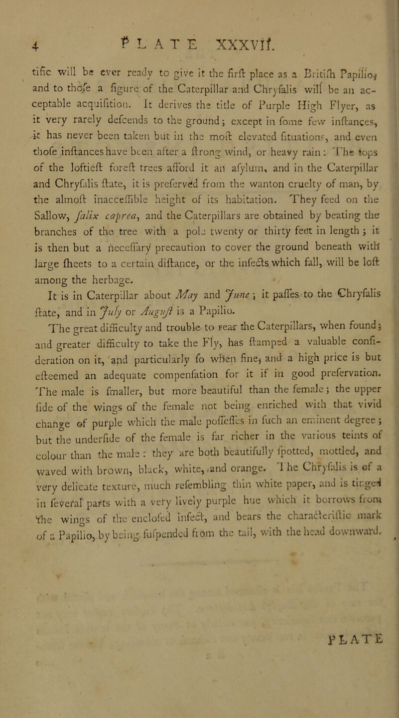 + Plate xxxvif. tific will be ever ready to give it the firft place as a Britifh Papilio* and to thefe a figure of the Caterpillar and Chryfalis will be an ac- ceptable acquifition. It derives the title of Purple High Flyer, as it very rarely defeends to the ground; except in fome few inftances, it has never been taken but ill the moil elevated fituations, and even thofe inftances have been after a ftrong wind, or heavy rain : The tops of the loftieft foreft trees afford it an afylilm, and in the Caterpillar and Chryfalis ftate, it is prcfervtfd from the wanton cruelty of man, by the almoft inaccef'ible height of its habitation. They feed on the Sallow, falix caprea, and the Caterpillars are obtained by beating the branches of the tree with a pole twenty or thirty feet in length ; it is then but a ncccffary precaution to cover the ground beneath with large fhcets to a certain diftance, or the infedts. which fall, will be loft among the herbage. It is in Caterpillar about May and June ; it paffes to the Chryfalis ftate, and in July or Augujl is a Papilio. The great difficulty and trouble to rear the Caterpillars, when found; and greater difficulty to take the h ly, has ftampsd a valuable confi- deration on it, and particularly fo when fine, and a high price is but efteemed an adequate compenfation for it if in good prefervation. The male is fmaller, but more beautiful than the female; the upper fide of the wings of the female not being enriched with that vivid change of purple which the male poffefics in fuch an eminent degree; but the underfide of the female is far richer in the various teints of colour than the male : they are both beautifully fpotted, mottled, and waved with brown, black, white, and orange. 1 he Chryfalis is of a very delicate texture, much refembling thin white papci, and is tii.gcd in fetfei*af parts with a very lively purple hue winch it boirows iiom Yhe wings of the encloled infect, and bears the characieriftic martc of a Papilio, by being., fufpended fiom the tail, with the head downward. PLATE