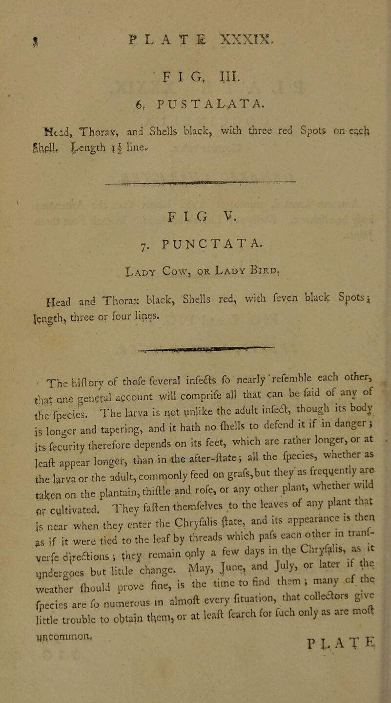 'FIG, III. 6. PUSTALATA. Held, Thorav, and Shells black, with three red Spots on each &hp.U, Length line.. FIG V. 7. PUNCTATA. Lady Cow, or Lady Bird. Head and Thorax black, Shells red, with feven black Spots j length, three or four lines. The hiflory of thofe feveral infc&s fo nearly referable each other, that one general account will comprife all that can be faid or any of the fpecies. The larva is not ynlike the adult infe<a, though its body is longer and tapering, and it hath no {hells to defend it if in danger i its fecurity therefore depends on its feet, which are rather longer, or at lead appear longer, than in the after-date; all the fpecies, whether as the larva or the adult, commonly feed on grafs,but they as frequently are taken on the plantain, thidie and rofe, or any other plant, whether wild pr cultivated. They faden thcmfclves to the leaves of any plant at is near when they enter the Chryfalis (late, and its appearance » then as if it were tied to the leaf by threads which pafs each other m tran - verfe directions ; they remain only a few days in the Chryfalis as .t Undergoes but little change. May, June, and Ju y, or ater 1 e weather fltould prove fine, is the time to find them ; many cf the fpecies are fo numerous in aimed every fituation, that collectors give little trouble to obtain them, or at lead fearch for fuch only as are mod uncommon,