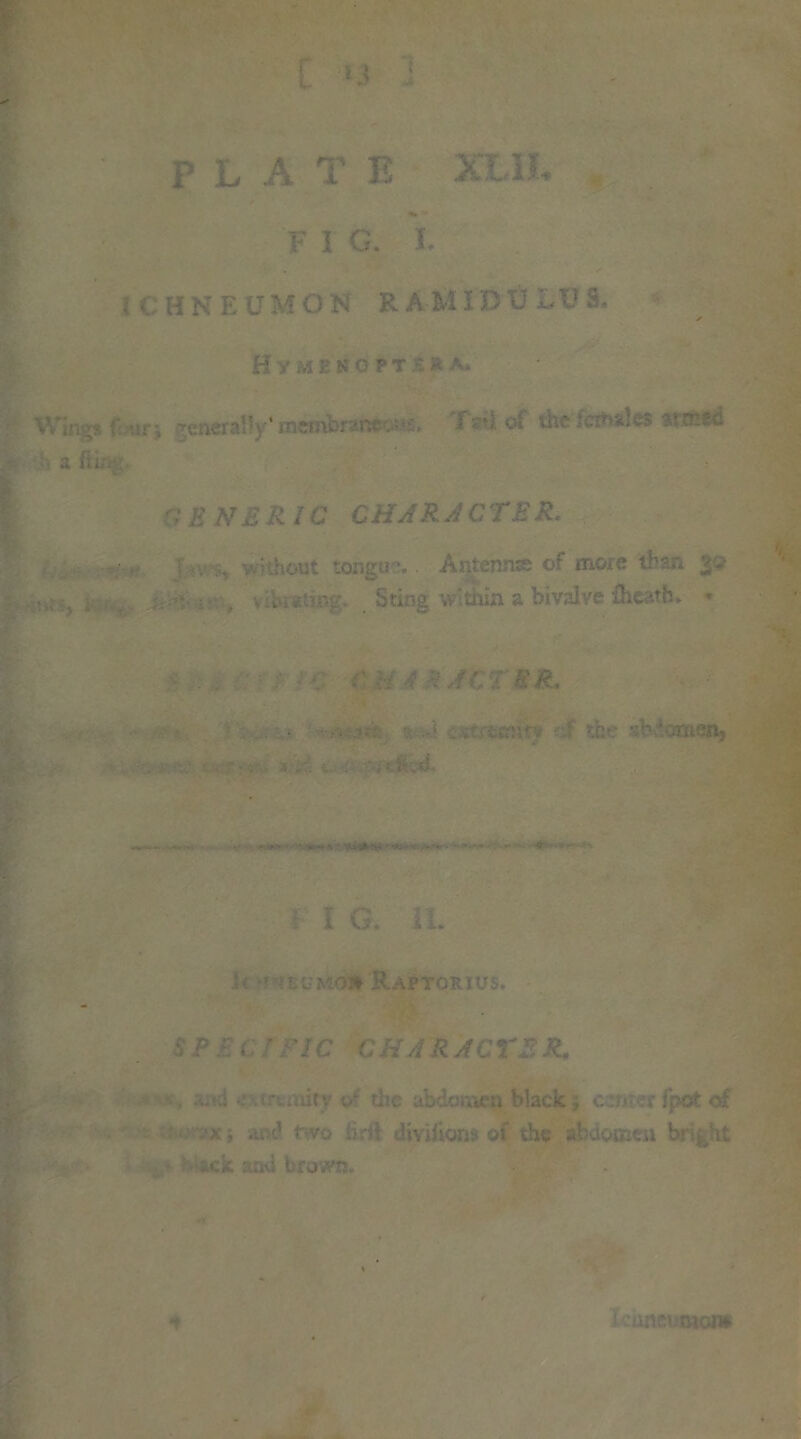 •) £ *3 F 1 G. I. i v HNEU M O N R A MIDI) 3. H / u y k opt * a. ' > i a ftk; | GENERIC CHARACTER. at tongue. Antennas of more than . : . v:Uiati»g Stine v thin a bivalve fheath, • . ■ . ».j£ i.-<& ■'.?<&&&. ■■ • «.»»*. «**•»« | F I G. It. i< rnacMoll Raptgrius. . . and trtmity of die abdomen black» c nrer fpct of ,ixi and two iirii divihom of the abdomen bri> ’it ; * lameimon*