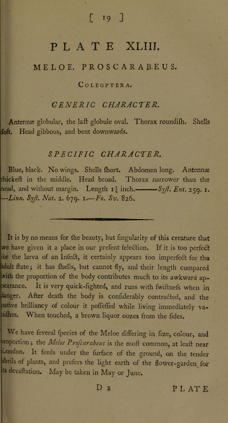 [ T9 3 PLATE XLIII. MELOE. PROSCARABEUS. COLEOPTERA. GENERIC CHARACTER. Antennas globular, the lad globule oval. Thorax roundifh. Shells foft. Head gibbous, and bent downwards. SPECIFIC CHARACTER. Blue, black. No wings. Shells fhort. Abdomen long. Antennae thicked in the middle. Head broad. Thorax narrower than the lead, and without margin. Length i| inch. Syji. Ent. 259. 1. —Linn. Syji. Nat. 2. 679. I.—Fn. Sv. 826. It is by no means for the beauty, but fingularity of this creature that we have given it a place in our prefent feledtion. If it is too perfedt or the larva of an Infedt, it certainly appears too imperfedt for the idult date; it has (hells, but cannot fly, and their length compared with the proportion of the body contributes much to its awkward ap- pearance. It is very quick-fighted, and runs with fwiftnefs when in langer. After death the body is confiderably contradted, and the tative brilliancy of colour it poflefled while living immediately va- tidies. When touched, a brown liquor oozes from the Tides. We have feveral fpccies of the Meloe differing in flze, colour, and iroportion; the Meloe Profcarabeus is the mod common, at lead near London. It feeds under the furface of the ground, on the tender ibrils of plants, and prefers the light earth of the flower-garden for ts devadation. May be taken in May or June.