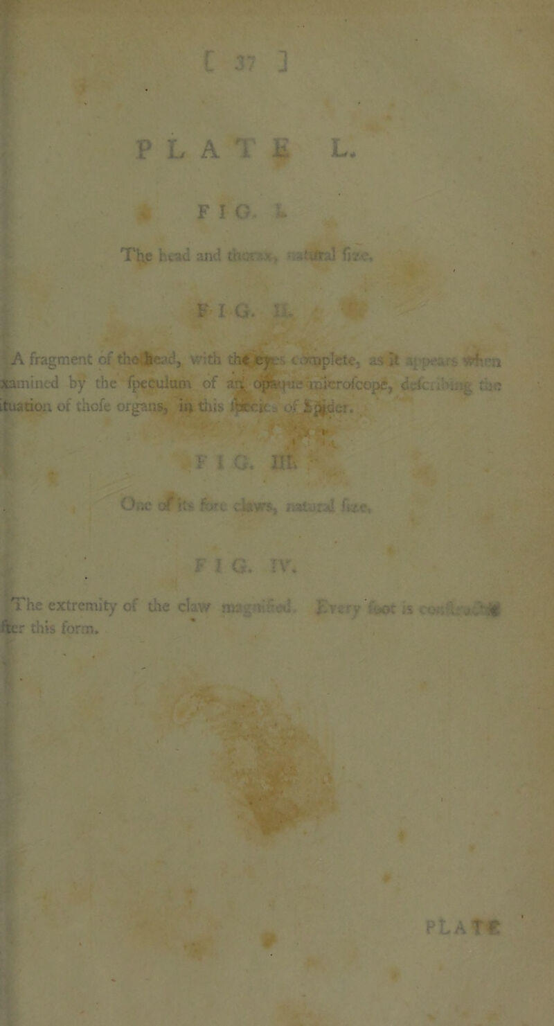 P L A T £ FIG. . L. Tly? Kad and th« • ■ i./ral F I O. 1 | A fragment of thoihe.>c', with the ey ■ c.xrnplete, as it : 4 -a xamincd by the fpccutom of id bjfe-tue micrdcope, defcu’n the ltuition or thofe organs, in this Axck , of jfcjjjder. f i g. m - One of its fore < aws, natural £*e. I I G. IV. ' far tins form. - I