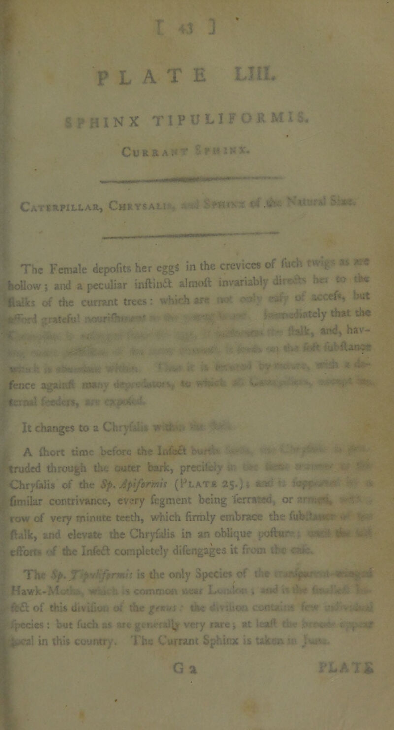 I 4.1 ] PLATE LIU. S ? H IN X TI P 0 LI F O R M .. P Cukra. • ruirt*. 1 ' Caterpillar, Chrysau The Female depofits her eggS in the crevices of fuch - > p - ** hollow; and a peculiar inftinit almoft invariabh Sit ■' be JUiks of the currant trees: which ar- • ' ‘K u£ rxd grateful :v.wrr* -  ■ • * -ftoattly that the >.iV and, hiv- fence agauxh ohu'i utter* : 'u< ■** Hemal feeders, ire exiM- \ It changes to a Ci y v a '*’• A fhort time before the Iielect bur. ruded through the outer bark, preeik iChryfelis of the Sp. Apiforms (Flats 25.;* fimilar contrivance, every fegment being ferrai ; or r >': v.«. row of very minute teeth, which firmly embrace the fub ‘1.; folk, anti elevate the Chryfidis in an oblique poftu . efibit • -f the Infciit completely difengages it from i\ is the only Species of t ic- Hawk-Mi ' w 1 s common neat Lv dot . -■«< V j < ’ fm of this tiivuio o: thermo. nvc dtviiioo. eocu- • • tV »• • • . - fics: but fuch us arcgei.vraijj very rare; at k.aH •*.. , v l in this countr /. The Currant Sphinx is taken ••