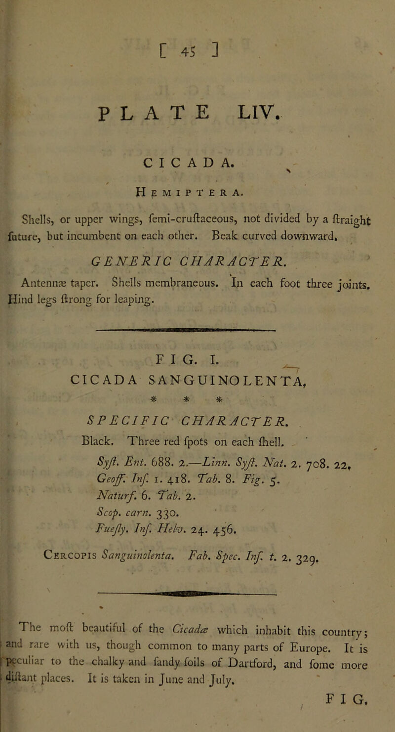 PLATE LIV. CICADA. \ / Hemiptera. Shells, or upper wings, femi-cruftaceous, not divided by a ftraight future, but incumbent on each other. Beak curved downward. GENERIC CHARACTER. Antenna; taper. Shells membraneous. In each foot three joints. Hind legs ftrong for leaping. FIG. I. CICADA SANGUINOLENTA, * * * SPECIFIC CHARACTER. Black. Three red fpots on each {hell. Syjl. Ent. 688. 2.—Linn. Syji. Nat. 2, 708. 22. Geoff. Inf. I. 418. Tab. 8. Fig. 5. Naturf 6. Tab. 2. Scop. cam. 330. Fuejly. Inf. Heh. 24. 456. Cercopis Sanguinolenta. Fab. Spec. Inf. t. 2. 329. The mod beautiful of the Cicada which inhabit this country; and rare with us, though common to many parts of Europe. It is peculiar to the chalky and fandy foils of Dartford, and fome more diilant places. It is taken in June and July.