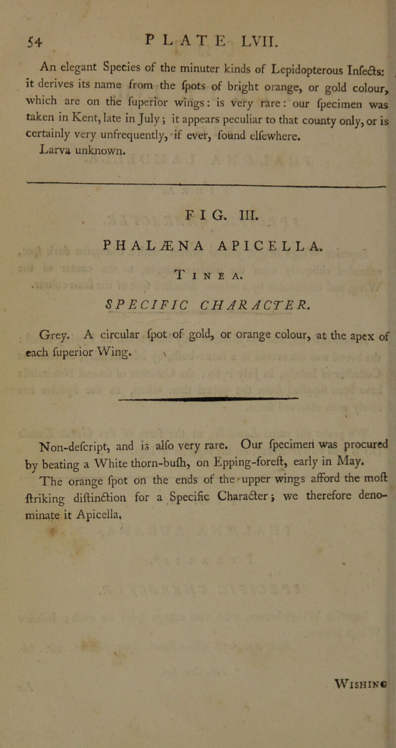 An elegant Species of the minuter kinds of Lepidopterous Infe£ts: it derives its name from the fpots of bright orange, or gold colour, which are on the fuperior wings: is very rare: our fpecimen was taken in Kent, late in July; it appears peculiar to that county only, or is certainly very unfrequently, if ever, found elfewhere. Larva unknown. F I G. III. PHALALNA APICELL A. Tinea. SPECIFIC CHARACTER. Grey. A circular fpot of gold, or orange colour, at the apex of each fuperior Wing. \ * Non-defcript, and is alfo very rare. Our fpecimen was procured by beating a White thorn-bulb, on Epping-foreft, early in May. The orange fpot on the ends of the'upper wings afford the moft ftriking diftinftion for a Specific Chara&er j we therefore deno- minate it Apicella, Wishing