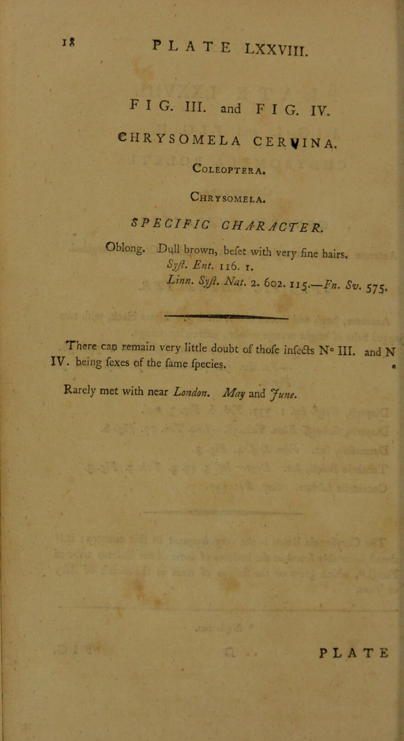 PLATE LXXVIII. FIG. III. and FIG. IV. CHRYSOMELA CER VINA. CoLEOPTERA. Chrysomela. SPECIFIC CHARACTER. Oblong. Dull brown, befet with very fine hairs. Syji. Ent. 1x6. r. Linn. Syjl. Nat. 2. 602. 115.—Rn. Sv. 575. There can remain very little doubt of thofe infects N° III. and N IV. being fexes of the fame fpecies. « Rarely met with near London. May and June. PLATE