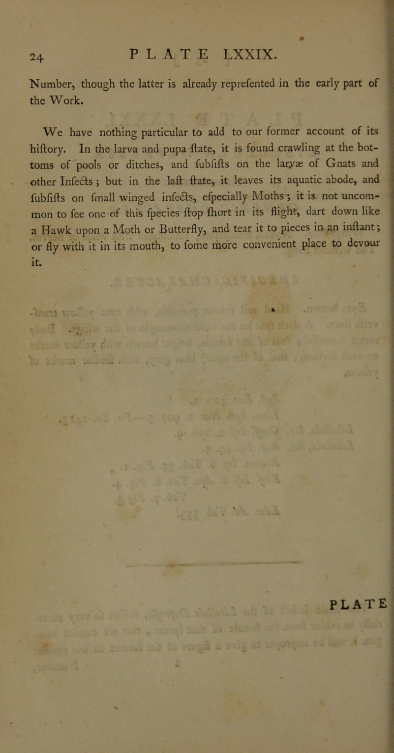 Number, though the latter is already reprefented in the early part of the Work. I We have nothing particular to add to our former account of its hiftory. In the larva and pupa ftate, it is found crawling at the bot- toms of pools or ditches, and fubhfts on the lar.vse of Gnats and other Infeifts ; but in the laft ftate, it leaves its aquatic abode, and fubfifts on fmall winged infers, efpecially Moths-, it is not uncom- mon to fee one of this fpecies ftop fhort in its flight, dart down like a Hawk upon a Moth or Butterfly, and tear it to pieces in an inftant; or fly with it in its mouth, to fome more convenient place to devour- it.