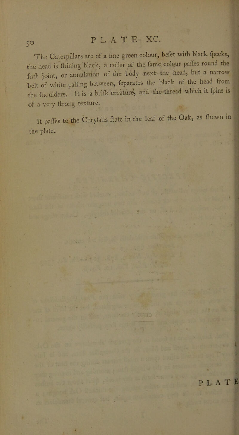 PLATE XC. 5° The Caterpillars are of a fine green colour, befet with black fpecks, the head is fhining black, a collar of the fame colour pafi'es round the firft joint, or annulation of the body next the head, but a narrow belt of white paffing between, feparates the black of the head from the (houlders. It is a brifk creature, and the thread which it fpins is , of a very ftrong texture. It pafies to the Chryfalis ftatc in the leaf of the Oak, as {hewn in the plate.