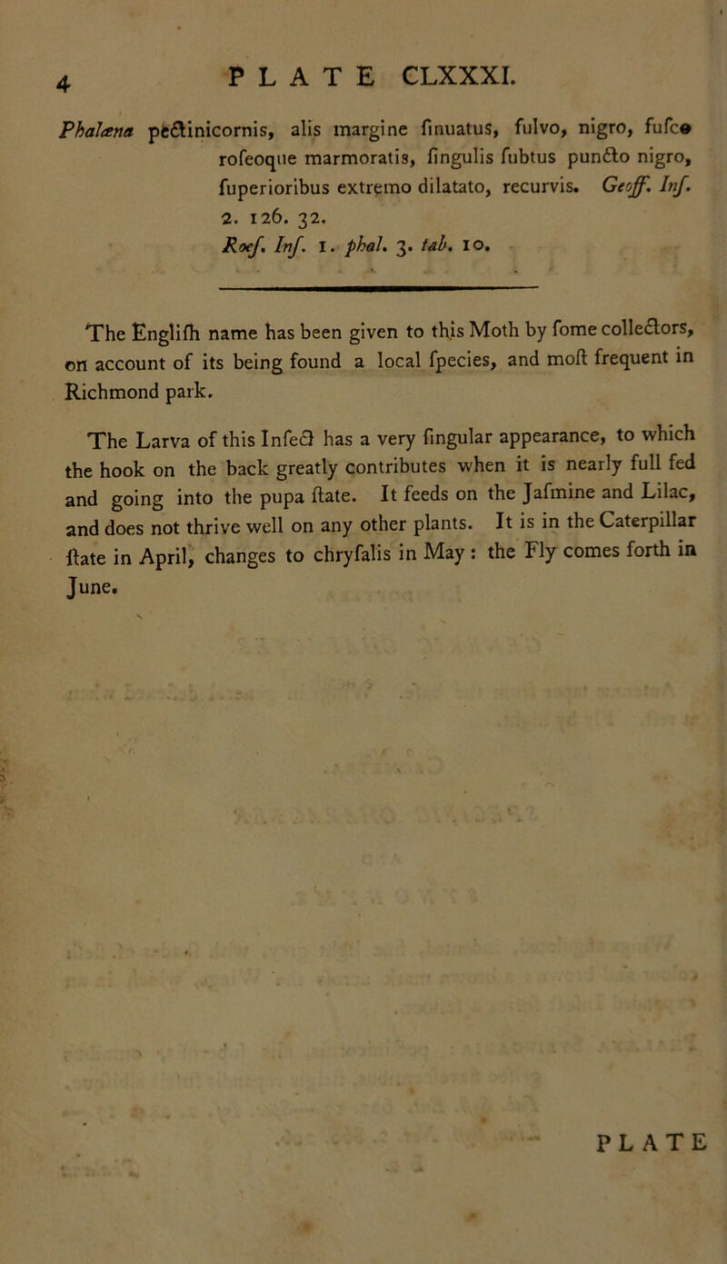 4 PLATE CLXXXI. Phalana pe&inicornis, alis margine finuatus, fulvo, nigro, fufc® rofeoque marmoratis, fingulis fubtus pundlo nigro, fuperioribus extremo dilatato, recurvis. Ge'jff. Inf. 2. 126. 32. Roef Inf. I. phal. 3. tab. 10. The Englifh name has been given to this Moth by fome collectors, on account of its being found a local fpecies, and moll frequent in Richmond park. The Larva of this Infe<3 has a very fingular appearance, to which the hook on the back greatly contributes when it is nearly full fed and going into the pupa ftate. It feeds on the Jafmine and Lilac, and does not thrive well on any other plants. It is in the Caterpillar ftate in April, changes to chryfalis in May : the Fly comes forth in June.