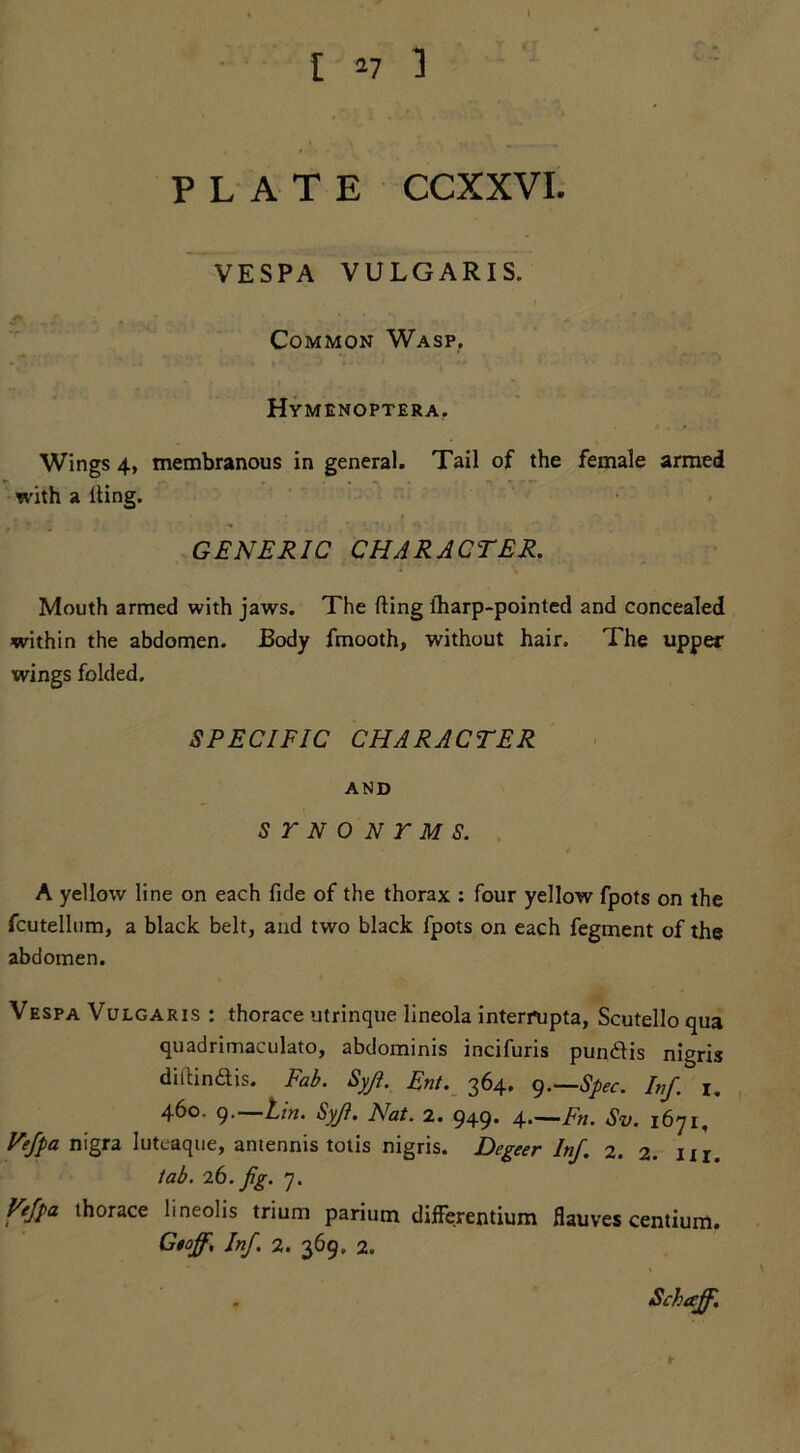 PLATE CCXXVI. VESPA VULGARIS. Common Wasp, Hymenoptera. Wings 4, membranous in general. Tail of the female armed with a lling. GENERIC CHARACTER. Mouth armed with jaws. The fling lharp-pointed and concealed within the abdomen. Body fmooth, without hair. The upper wings folded. SPECIFIC CHARACTER AND STNONTMS. A yellow line on each fide of the thorax : four yellow fpots on the fcutellum, a black belt, and two black fpots on each fegment of the abdomen. Vespa Vulgaris : thorace utrinque lineola interfupta, Scutello qua quadrimaculato, abdominis incifuris pundis nigris dirtin&is. Fab. Syjt. Ent. 364. 9.—Spec. Inf. 1. 460. g.—Lin. Syf. Nat. 2. 949. 4.—Fn. Sv. 1671, Vefpa nigra Iutc-aque, antennis totis nigris. Degeer Inf. 2. 2. m. tab. 26. fig. 7. Vejpa thorace lineolis trium parium differentium flauves centium, Gtoff, Inf. 2. 369, 2. Schcejf.