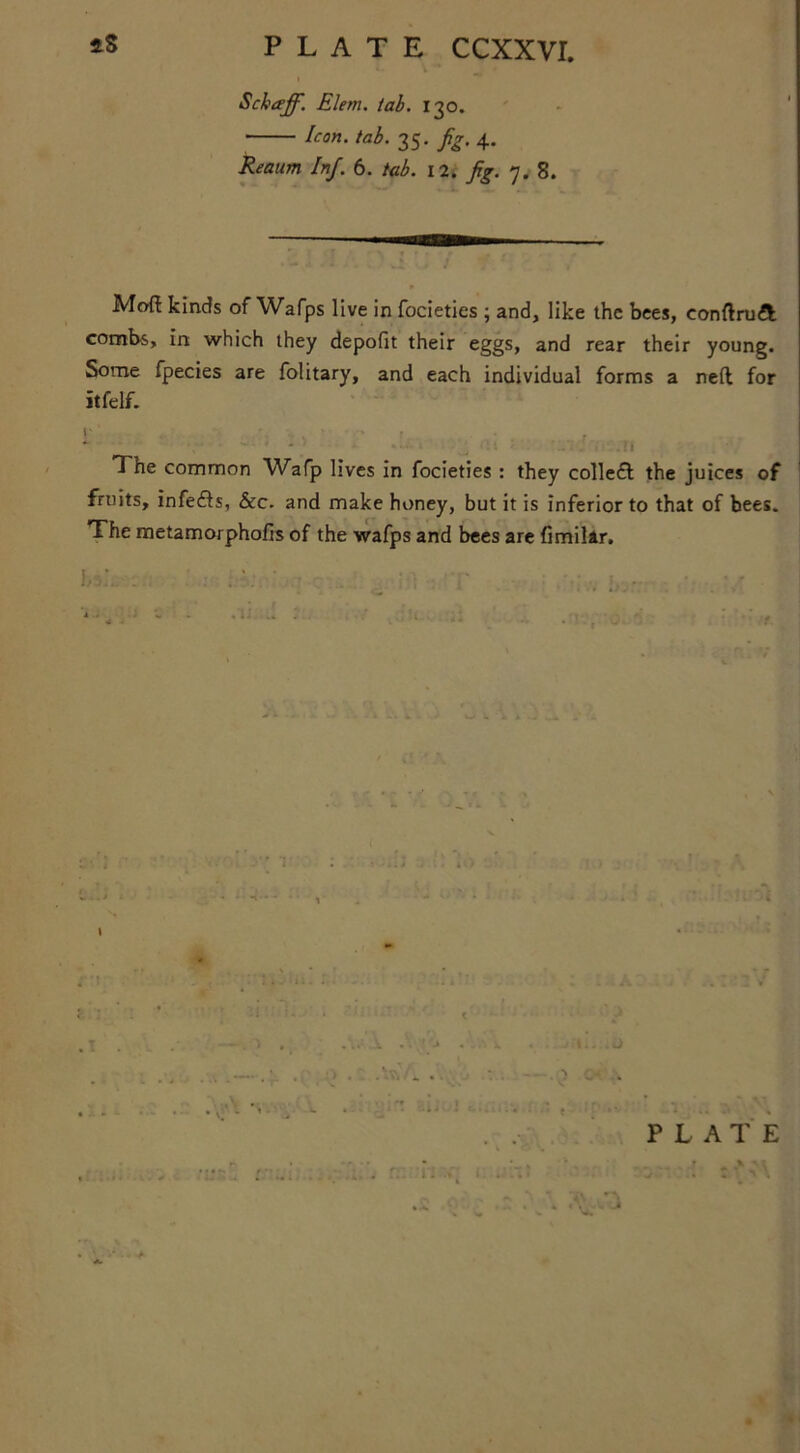 Schaff. Elem. tab. 130. Icon. tab. 35. jig. 4.. Reaum Iff. 6. tab. 12. jig. 7. 8. Moft kinds of Wafps live in focieties ; and, like the bees, conftruA combs, in which they depofit their eggs, and rear their young. Some fpecies are folitary, and each individual forms a neil for itfelf. r * ' _ .! 1 ^ he common W^afp lives in focieties : they collefl the juices of fruits, infefls, &c. and make honey, but it is inferior to that of bees. The metamorphofis of the wafps and bees are fimilar.
