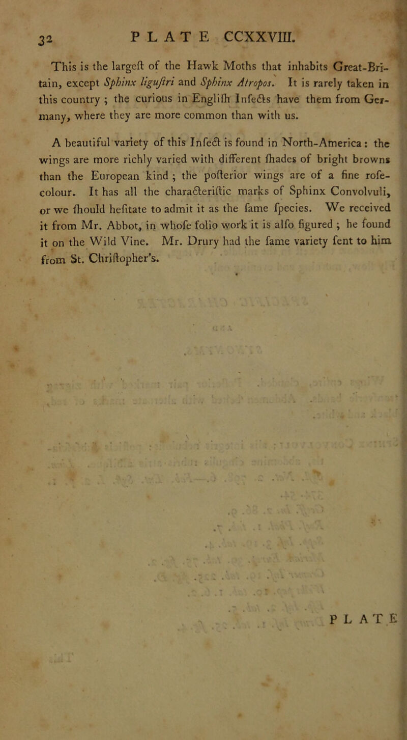 3* This is the largcfl: of the Hawk Moths that inhabits Great-Bri- tain, except Sphinx ligujiri and Sphinx Atropos. It is rarely taken in this country ; the curious in Englifh Infe&s have them from Ger- many, where they are more common than with us. A beautiful variety of this Infefl is found in North-America : the wings are more richly varied with different fhades of bright browns than the European kind ; the poflerior wings are of a fine rofe- colour. It has all the chara&eriftic marks of Sphinx Convolvuli, or we fhould hcfitate to admit it as the fame fpecies. We received it from Mr. Abbot, in whofe folio w'ork it is alfo figured ; he found it on the Wild Vine. Mr. Drury had the fame variety fent to him. from St. Chriftopher’s. \