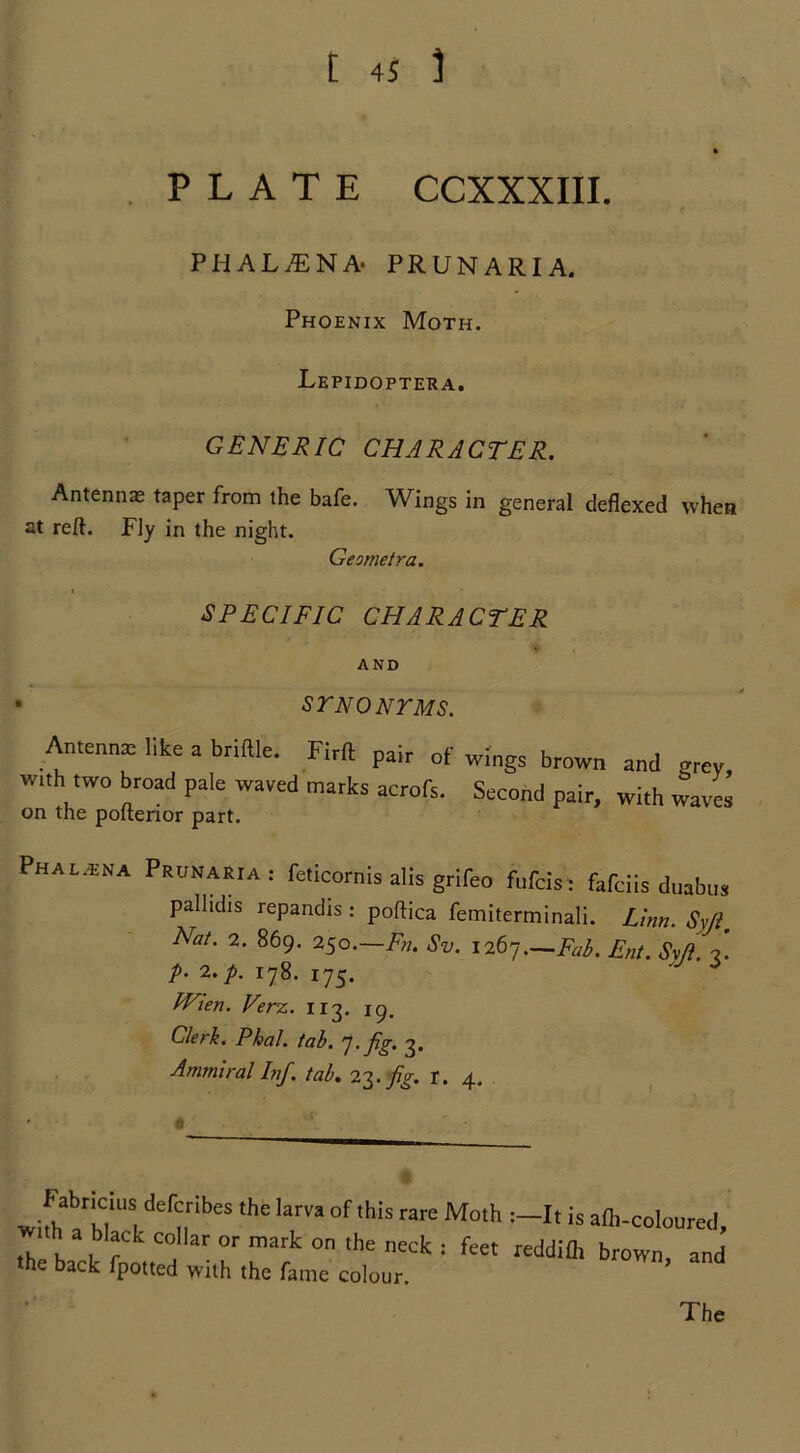 PLATE CCXXXIII. PHALjENA- PRUNARIA. Phoenix Moth. Lepidoptera. GENERIC CHARACTER. Antennas taper from the bafe. Wings in general deflexed when at reft. Fly in the night. Geometra. SPECIFIC CHARACTER AND * SYNONYMS. Antenna: like a brittle. Firrt pair of wings brown and grey w.th two broad pale waved marks acrofs. Second pair, with waves on the pofterior part. Phal.eha Prunaria : feticornis alis grifeo fufeis: fafciis duabus pallidis repandis : poftica femiterminali. Linn. Syfi, Nat. 2. 869. 250.—Fn. Sv. 1267.—Fab. Ent. Syft. n. P- 2.p. 178. 175. ^ Wien. Verz. 113. ig. Clerk. Phal. tab. 7. fig. 3. Ammiral Inf. tab. 23 .fig. r. 4. wi^K,!UldernibeS ‘hekrVa°f 'hiSrarCM°lh :_Itis^-coloured, . h black collar or mark on the neck : feet reddiflt brown, and the back fpotted with the fame colour. The