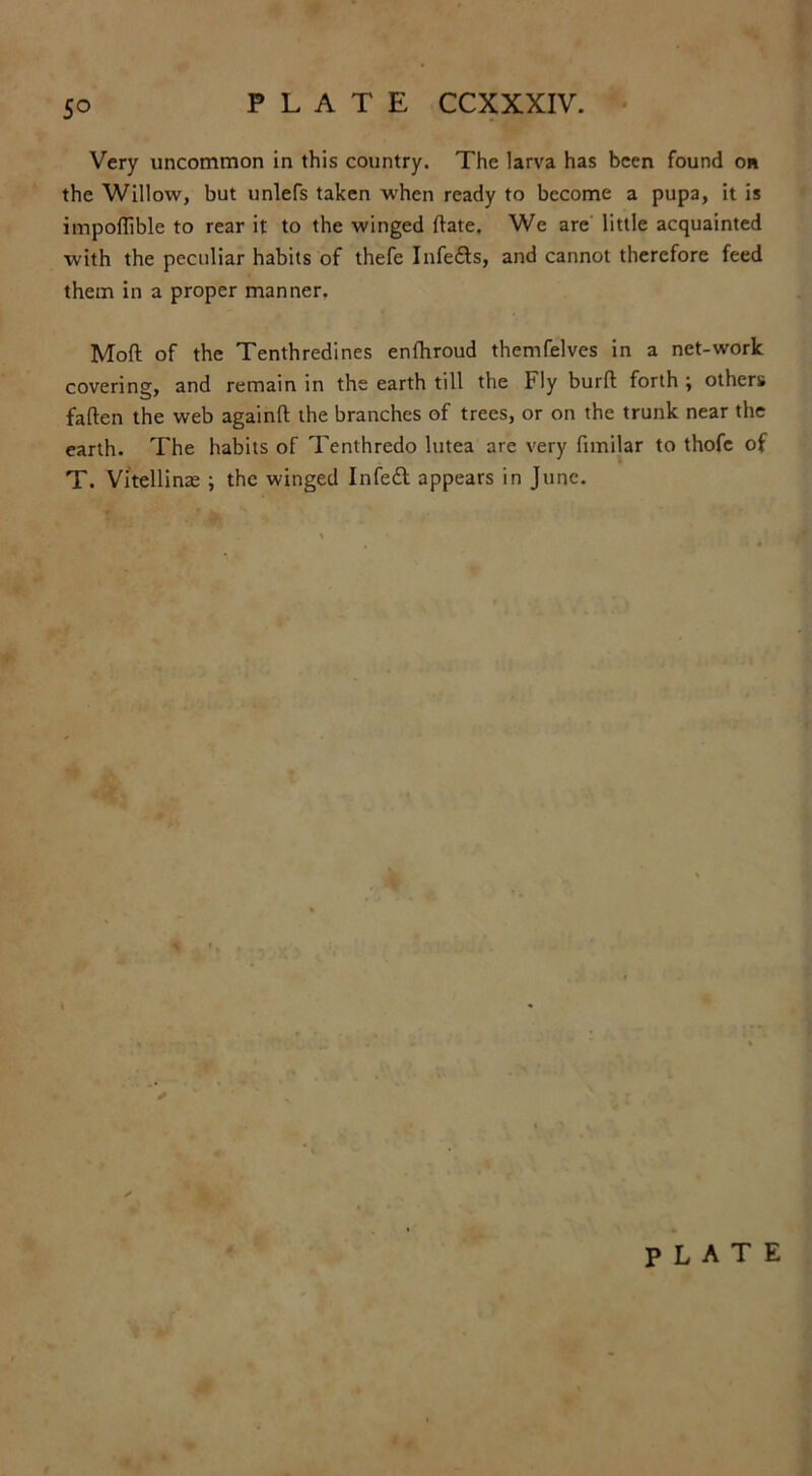 5° Very uncommon in this country. The larva has been found on the Willow, but unlefs taken when ready to become a pupa, it is impoftible to rear it to the winged (late. We are little acquainted with the peculiar habits of thefe Infe£ts, and cannot therefore feed them in a proper manner. Mofl of the Tenthredines enlhroud themfelves in a net-work covering, and remain in the earth till the Fly burft forth ; others fallen the web againft the branches of trees, or on the trunk near the earth. The habits of Tenthredo lutea are very fimilar to thofe of T. Vitellinre ; the winged Infedl appears in June.