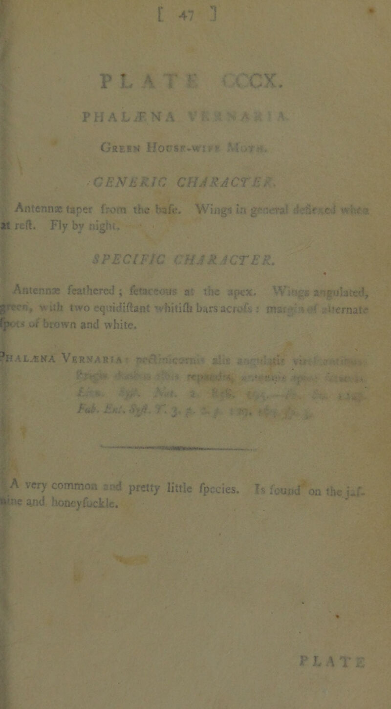 [ 47 1 p l \ r r • <:cx. PHAL/TSA V i. A V. Greek Hopsp.wm l >r . - C ENii R TC CHJRA CT •, Antennae tape- 1 :v n t: c : \ ii ?:• • c ■ it reft. Fly by night. SPECIFIC CHAR WTER. Antennas feathered ; ffetaeftous a: the apex, Wh^* adulated, g<v'•,;]( two equidiftant whitifti bars acrci ,; m~ ‘ .-Sterna! h< u of blown and white. -HALEHA VERS^Ki.A v ■ S-V ••v. S t. & S :’C ■ Pu\ EnCSyji. r. 3. ft. • M. ;! , A very common pretty little fpucies. V, ... und on the. L:- e and honeyfuckle. i I P l A T E