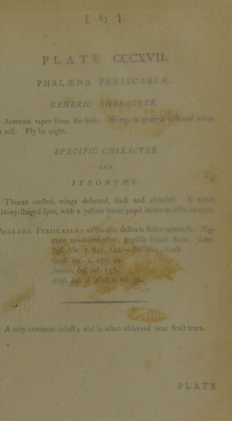 C 1 PH A L/ENA P ; i'-;./' GENERIC H ' ■ .. • Antennx taper from the b treft. Fly bv night. SPECIFIC C'J.lEJ 7  ' inn $ r A O Ar ? s. Phurax crefted, wings deflexed, k and idney-fhayed fp 'liJUJ-tfA Persicarm: tnfta ahs Otfkxis fn mate r*nJormi nibu, p.y-'s ■ •' m aV 2. . J4> — l*j. L fit J. a. r«: jfC A very commo- . ft; and is «iten ©bferved near (tvit tree*.